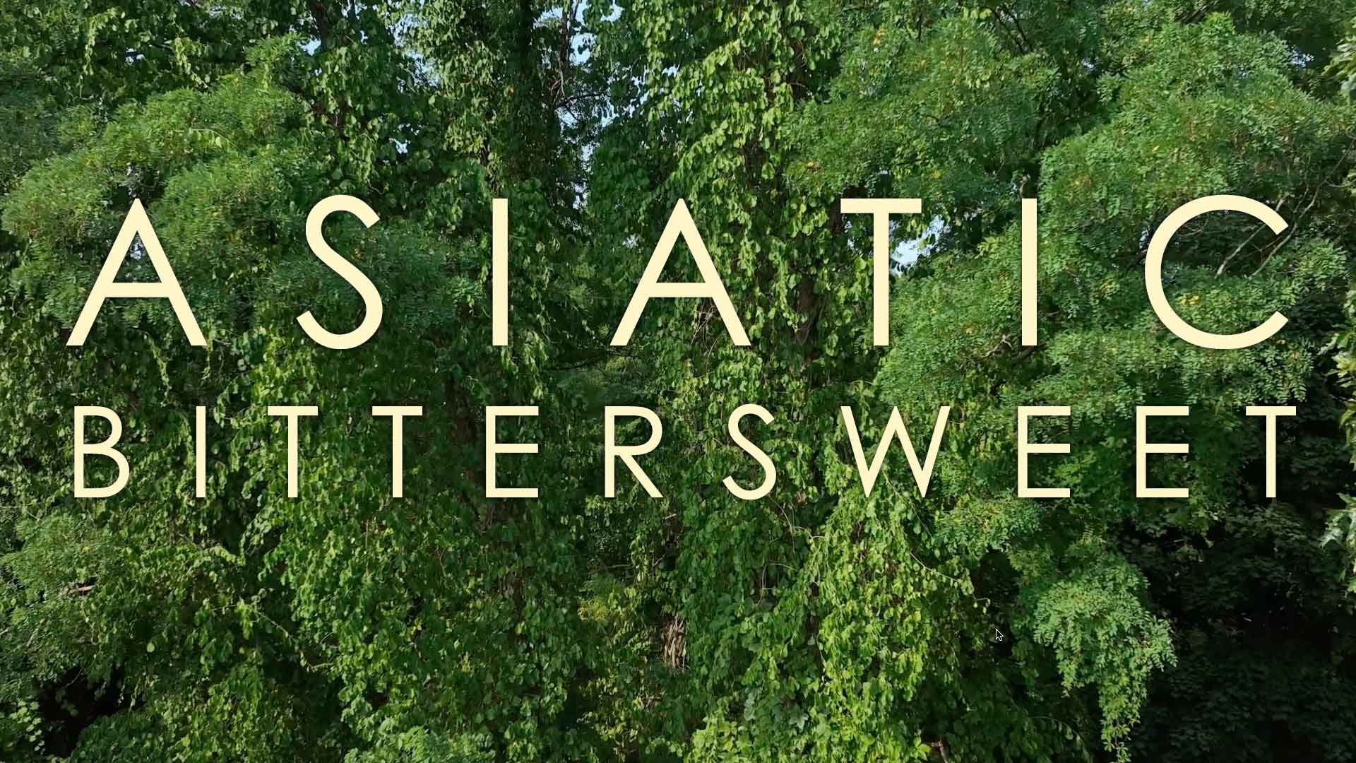 Invasive Plant Management - Asiatic Bittersweet Overview