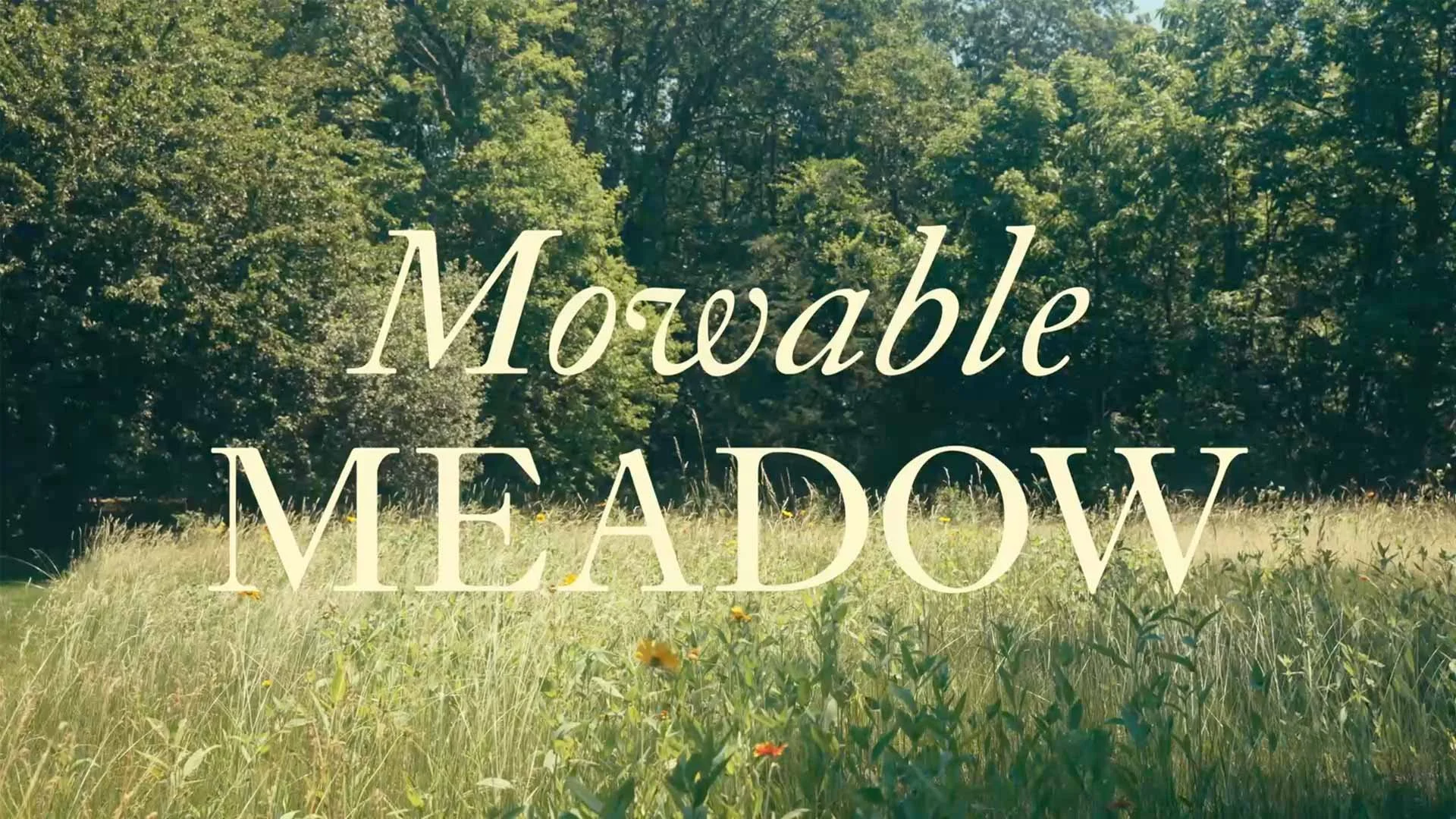 Natick Mowable Meadow Summer