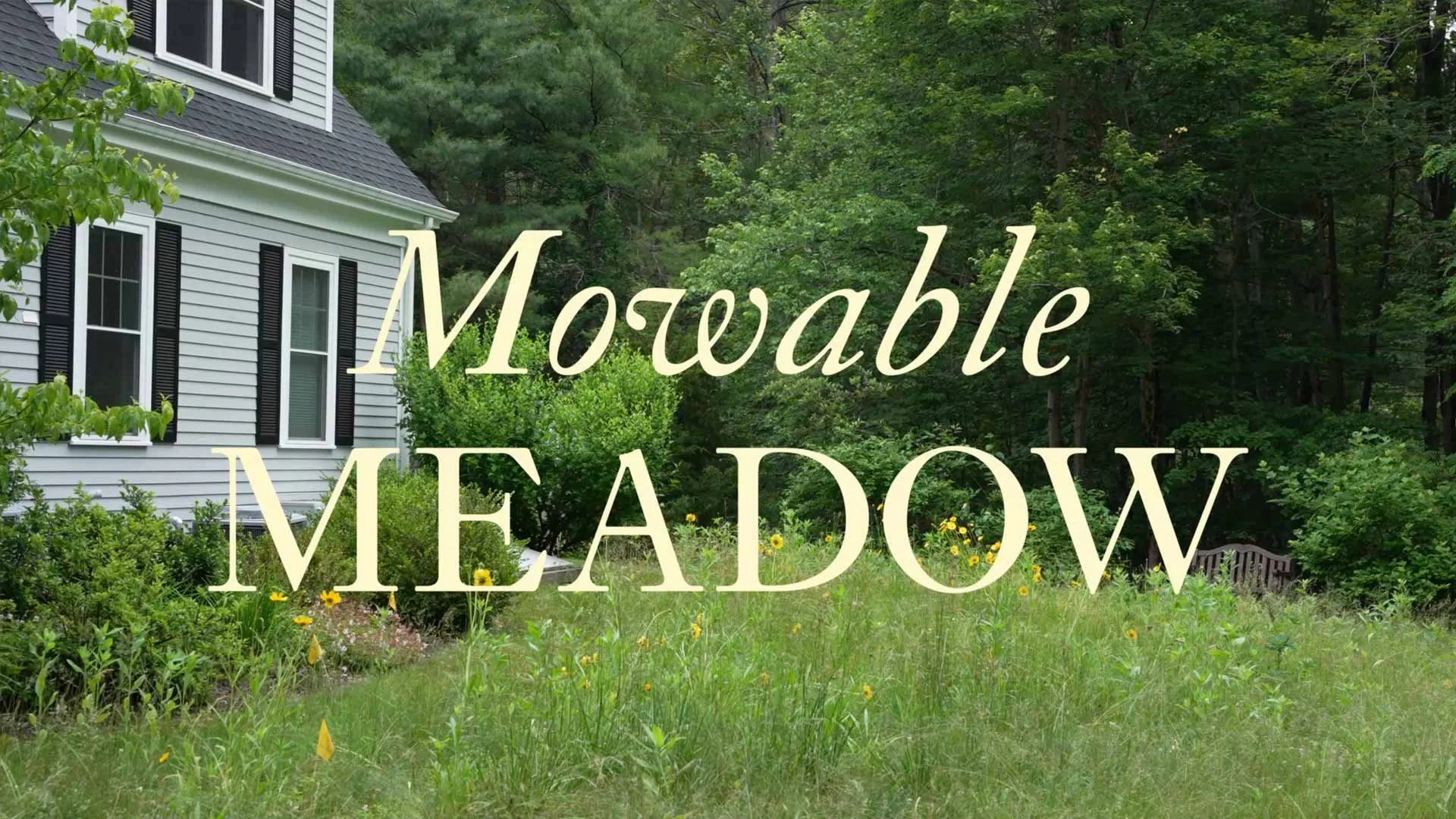 Lincoln Mowable Meadow Summer 2025