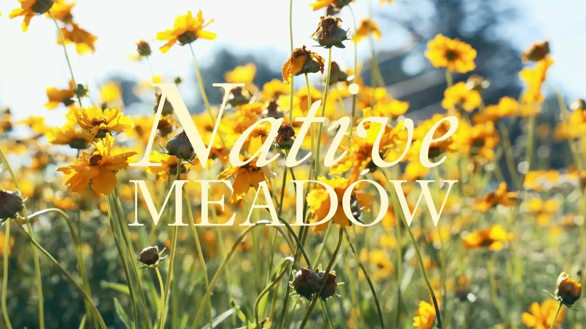 Why Native Meadow as a Lawn Alternative?