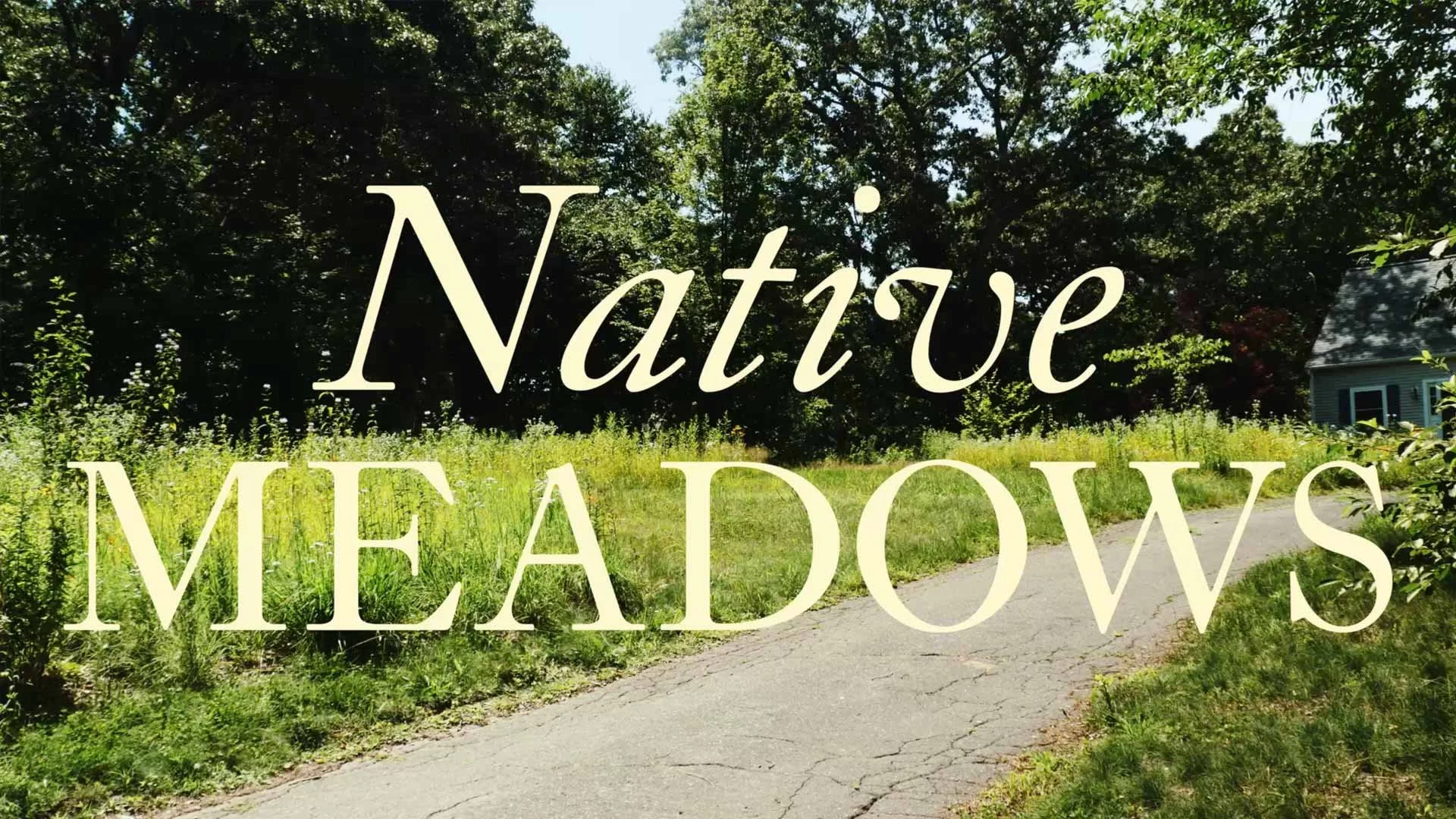 Edmands Native Meadow Summer 2025