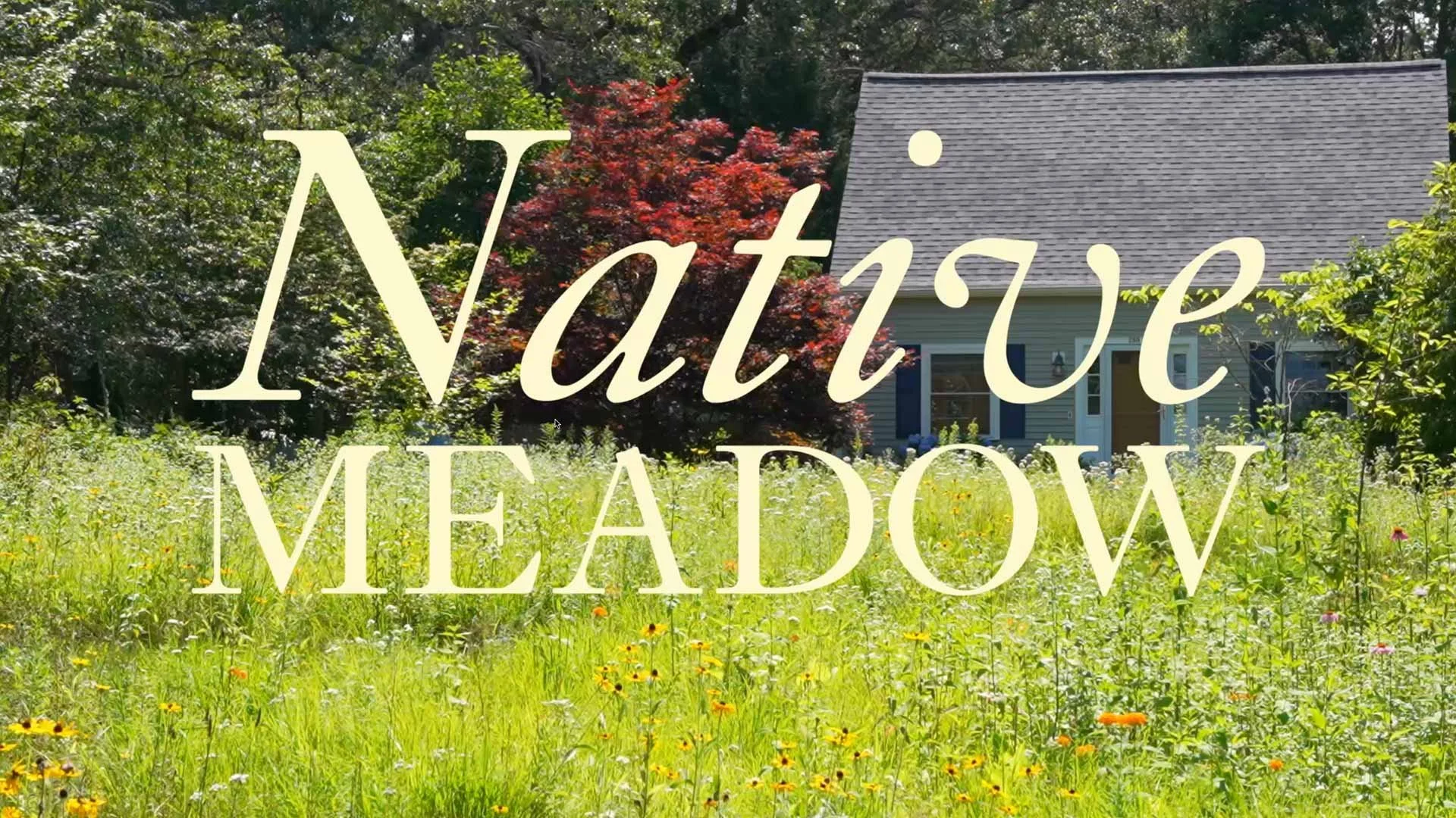 Edmands Native Meadow Walkthrough Summer 2025