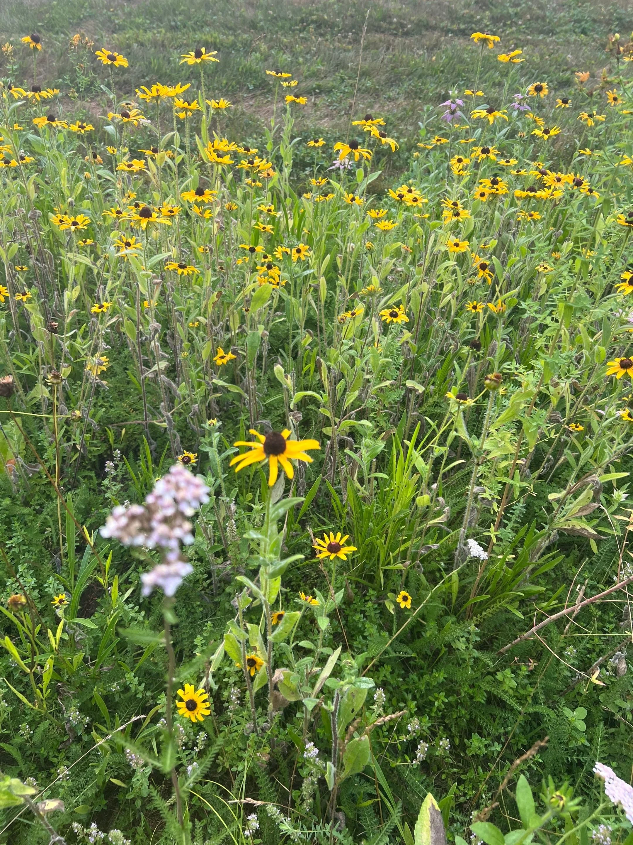 Hudson Rd  Sudbury_5.jpg