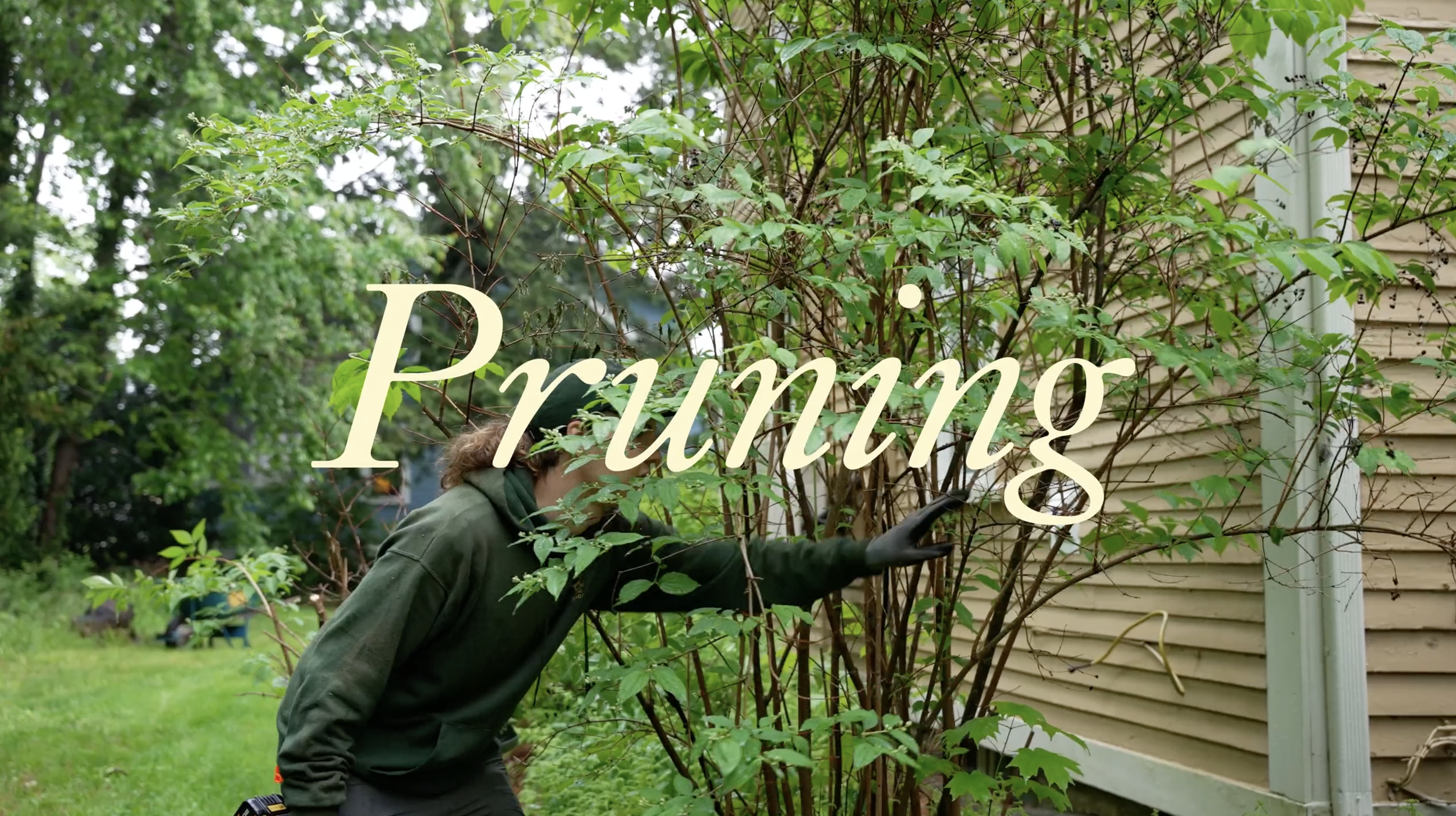 Pruning_2.png