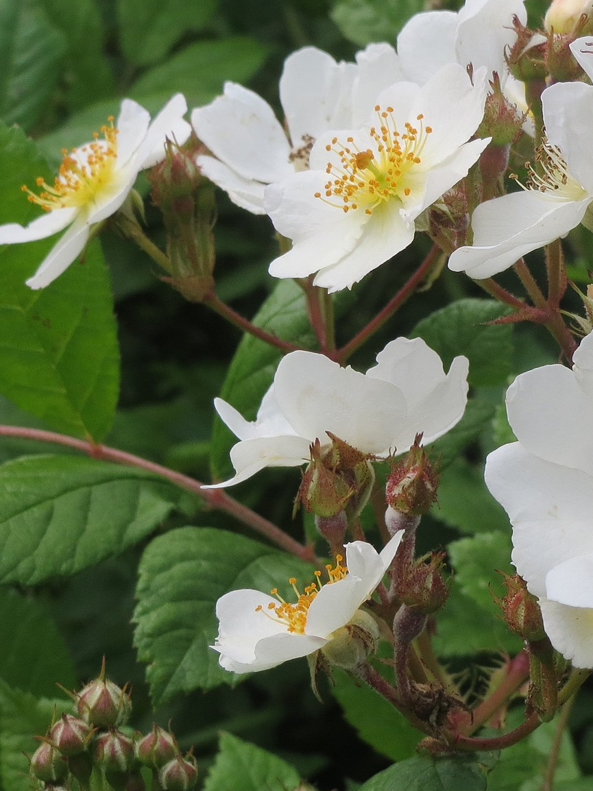 Multifora Rose Invasive Multiflora Rose — Green Abundance By Design