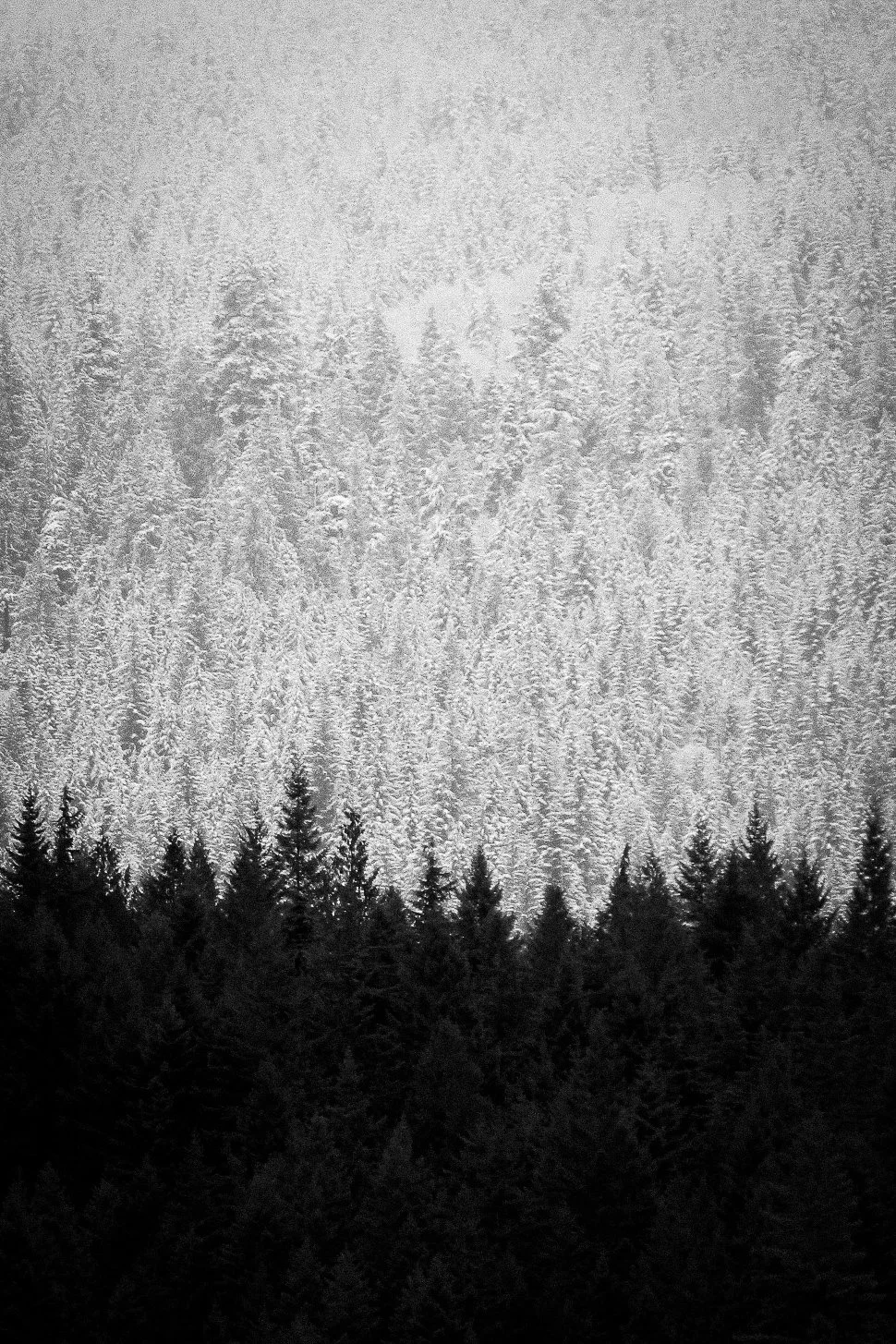 Black and white image of a dense forest with tall pine trees at the bottom and snow-covered mountain in the background.