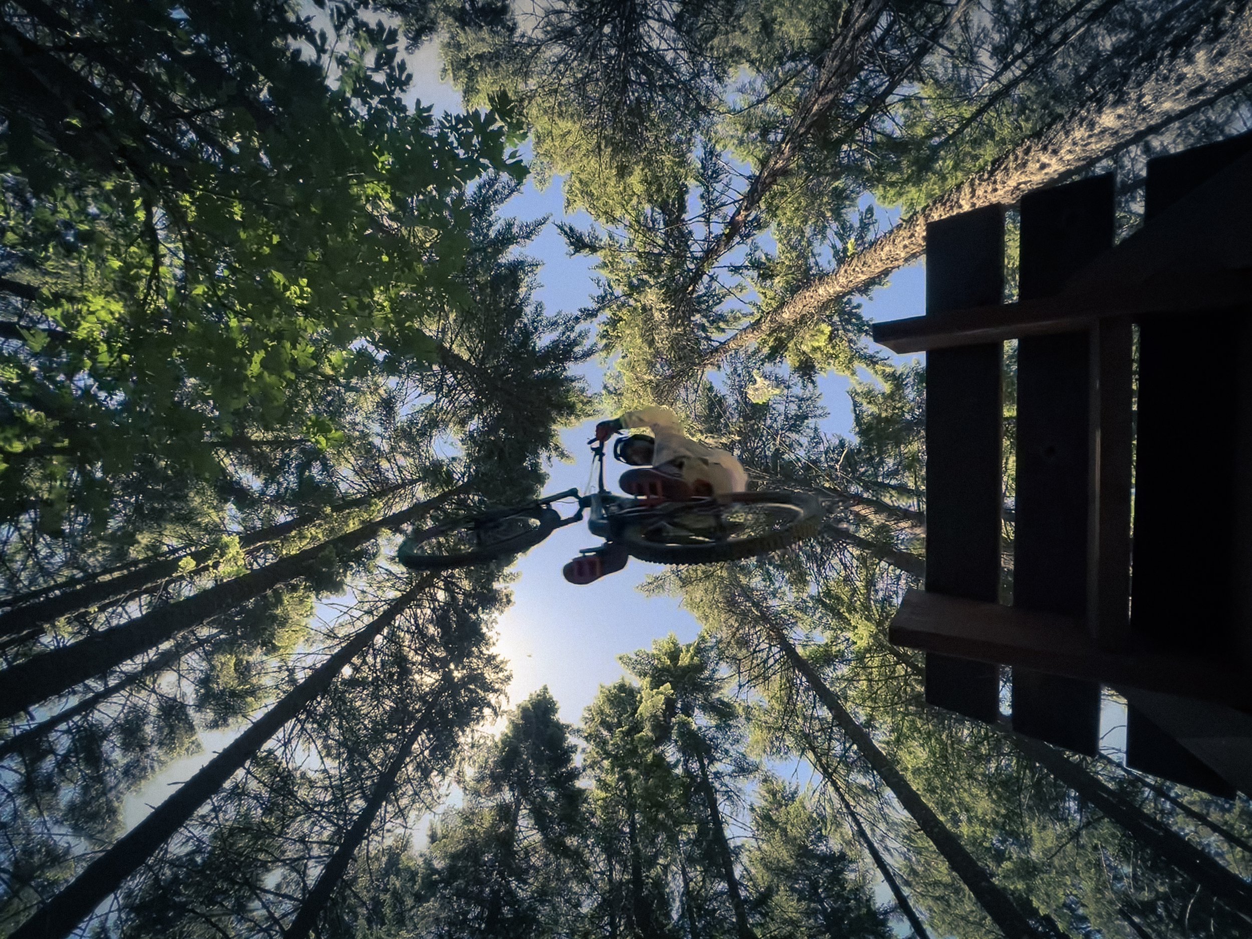 A person riding a bicycle on a trail in a dense forest, viewed from below through tall trees with sunlight filtering through the leaves.