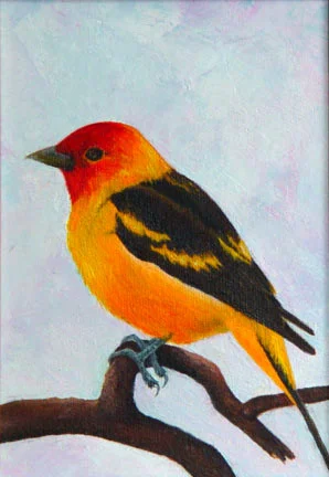 Western Tanager