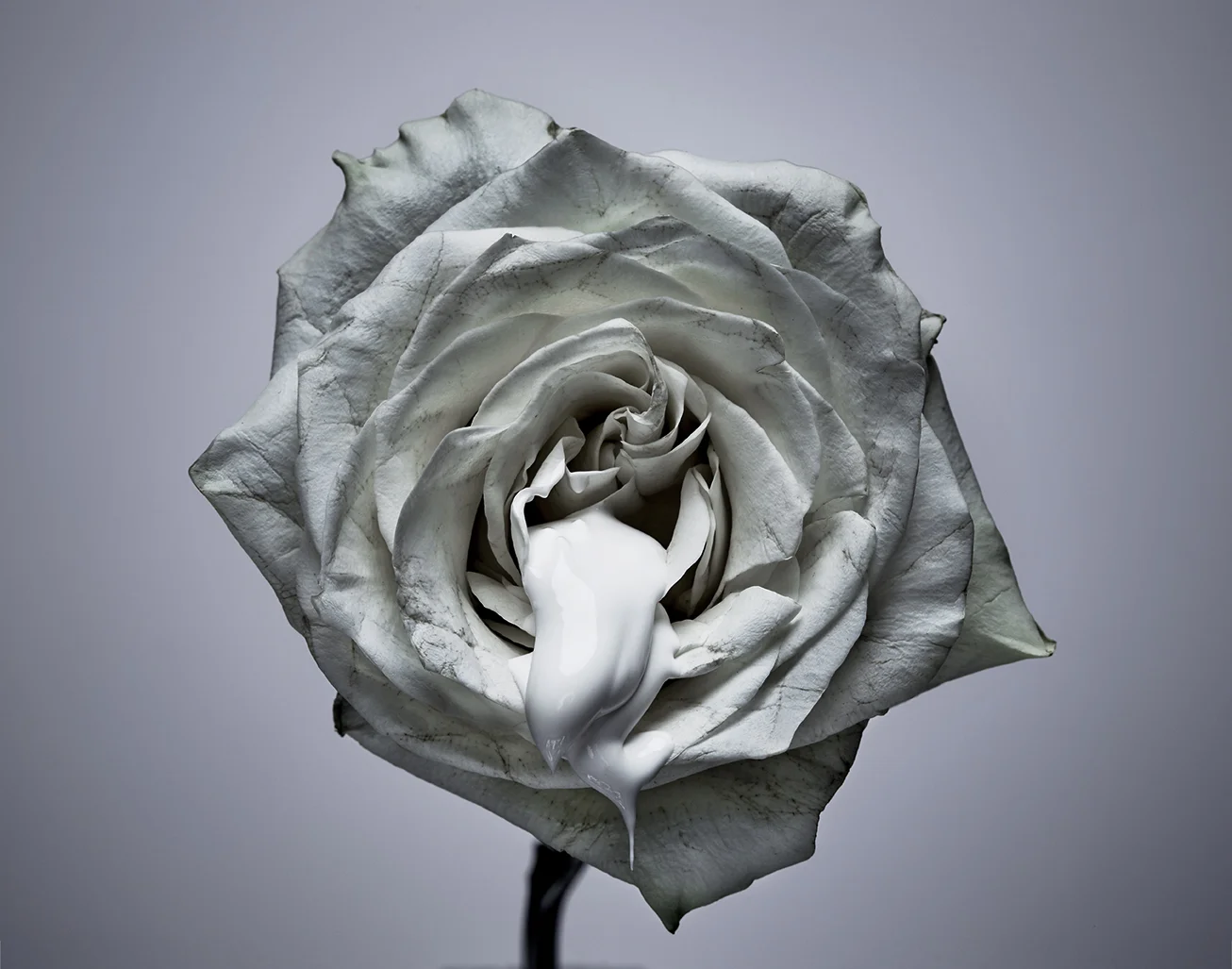 160609_FLowers4686.jpg