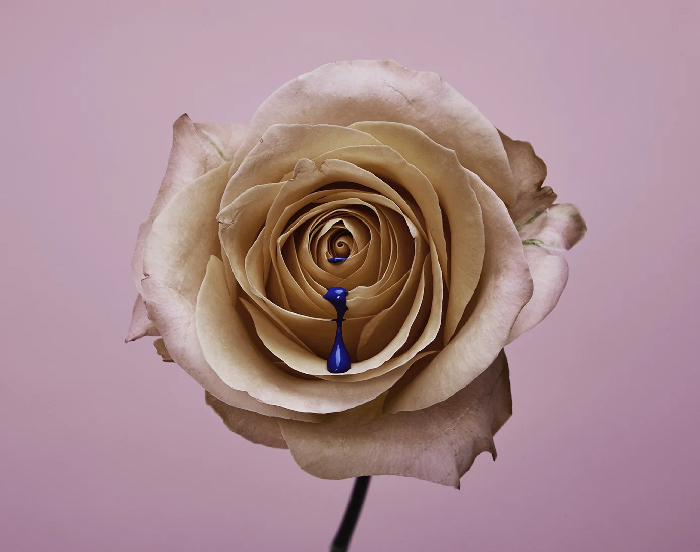 160609_FLowers4913.jpg