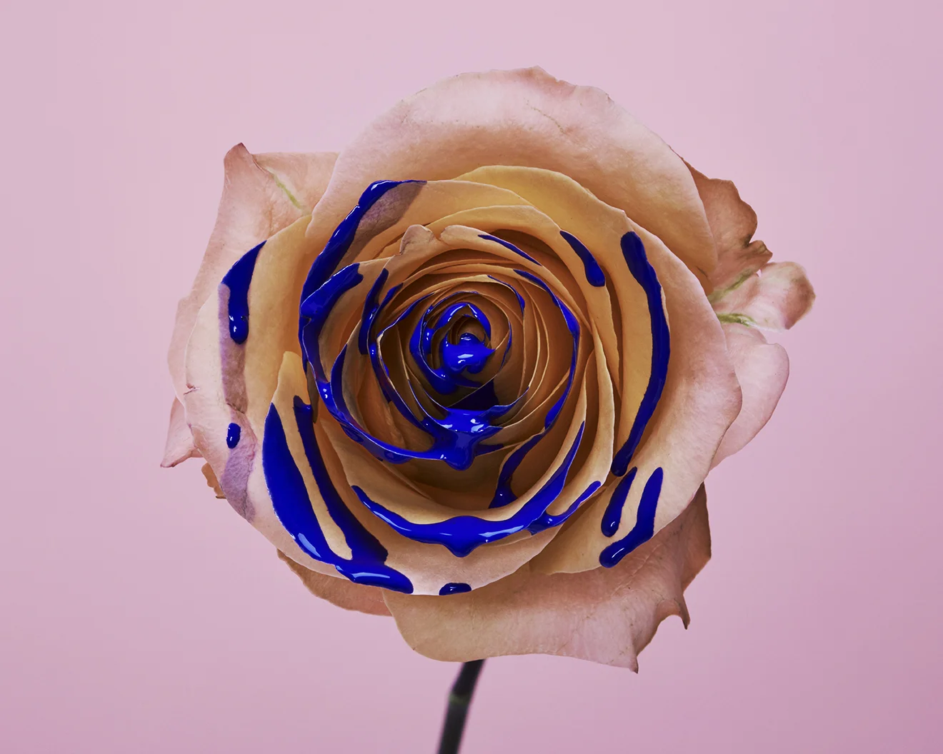 160609_FLowers4927.jpg