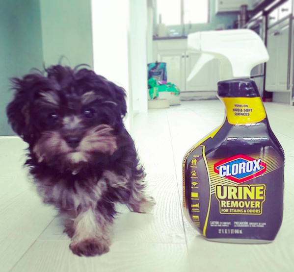 JJ vs Clorox.png