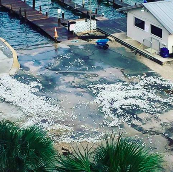 Red Tide hit our beaches, washing thousands of dead fish onto our shores! yuck!