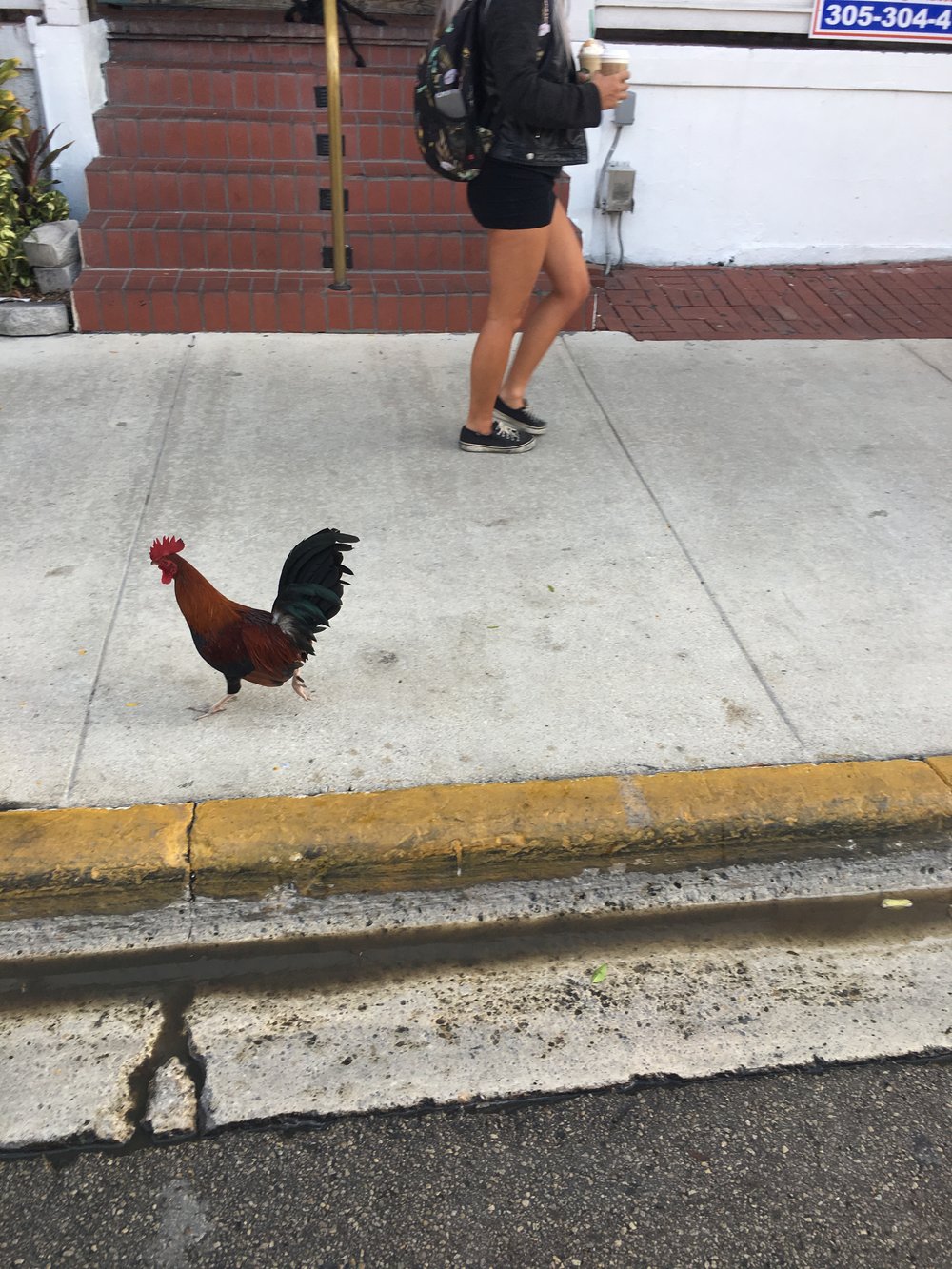  key west rooster 