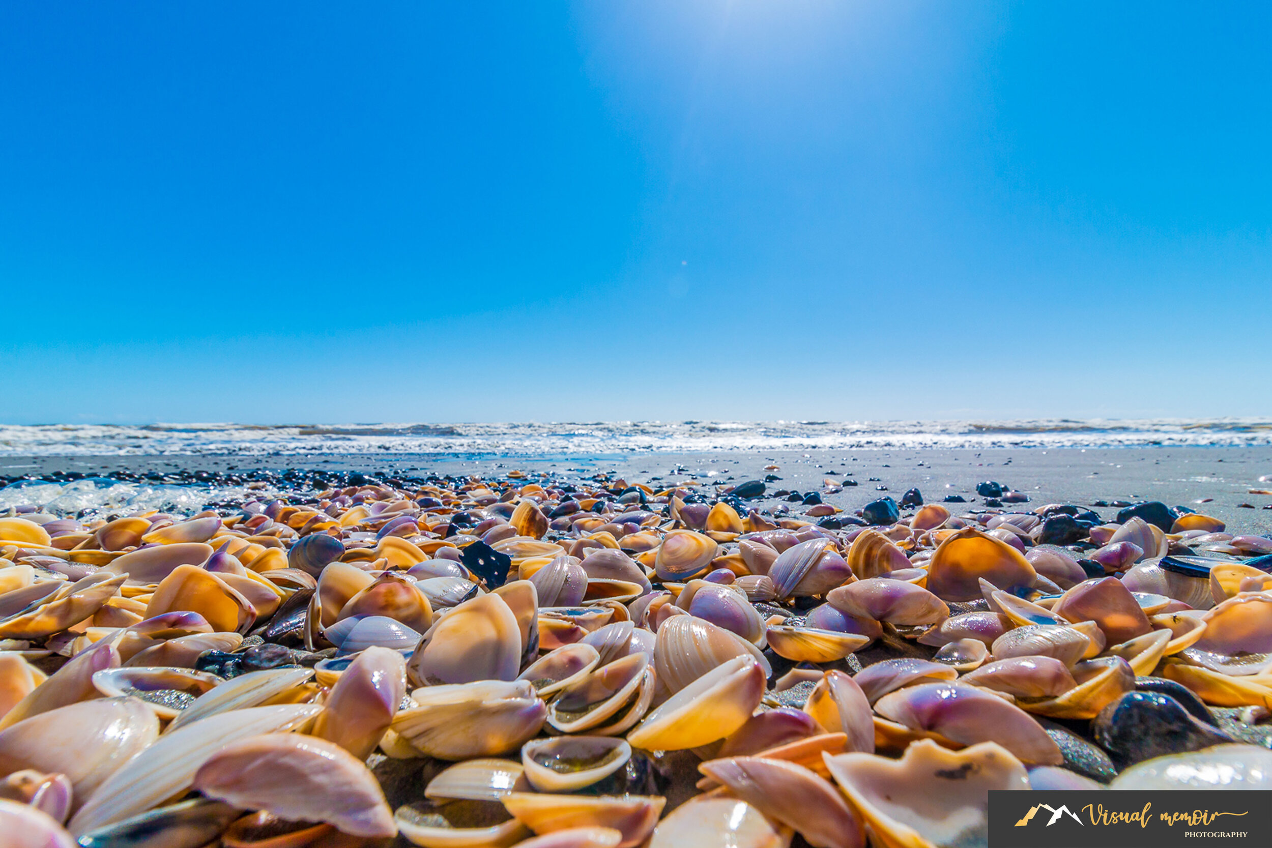 Seashells.jpg