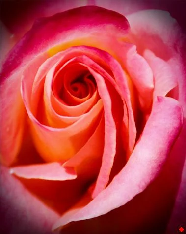 Roses #3