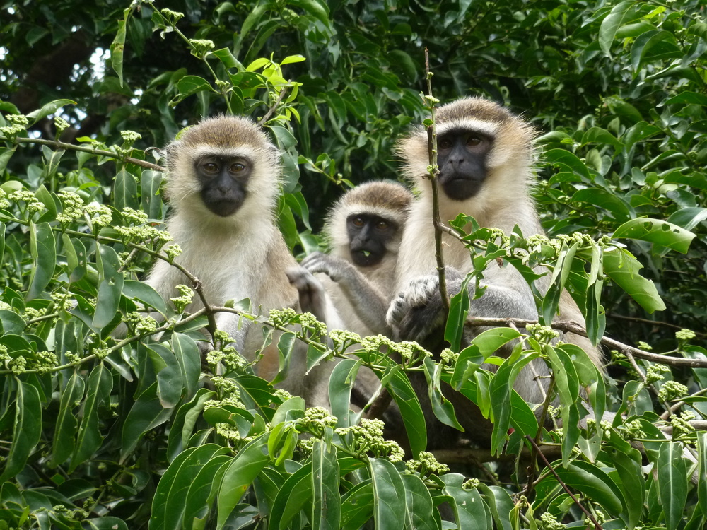 Affen in den Kihingami Wetlands