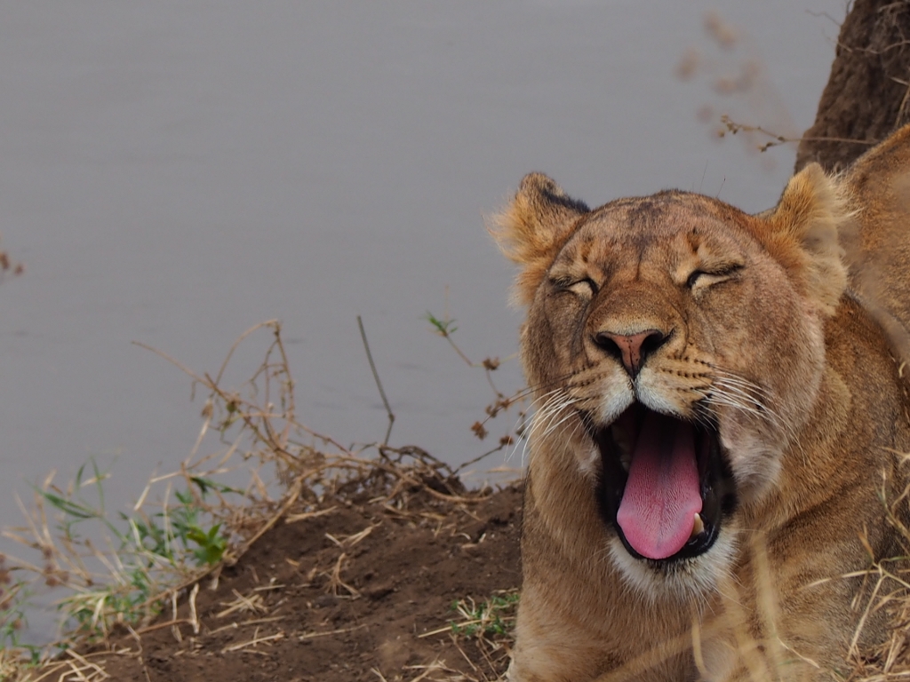 Löwe während der Safari