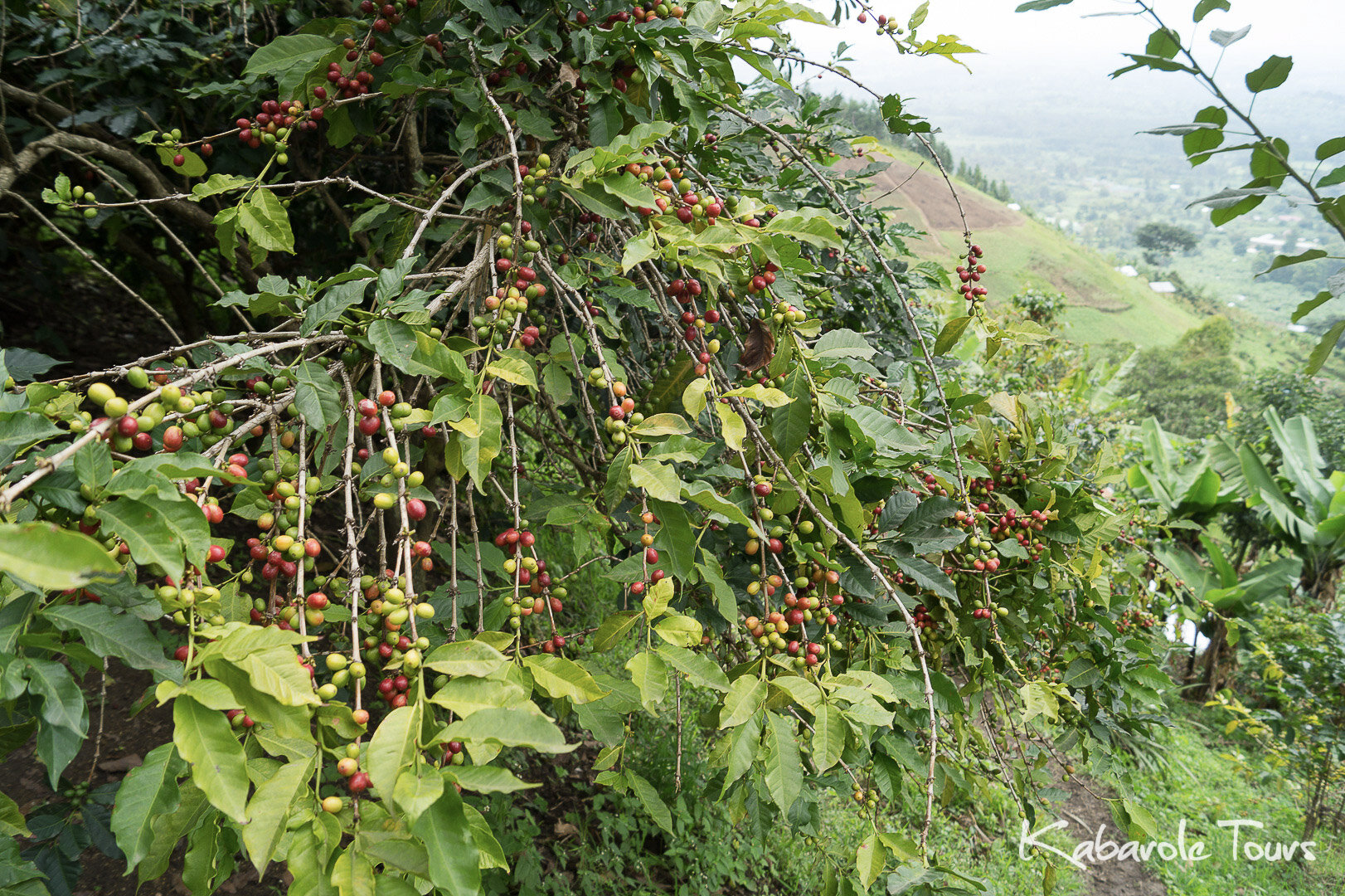 Kabarole Tours_Henri Maiworm (64).jpg