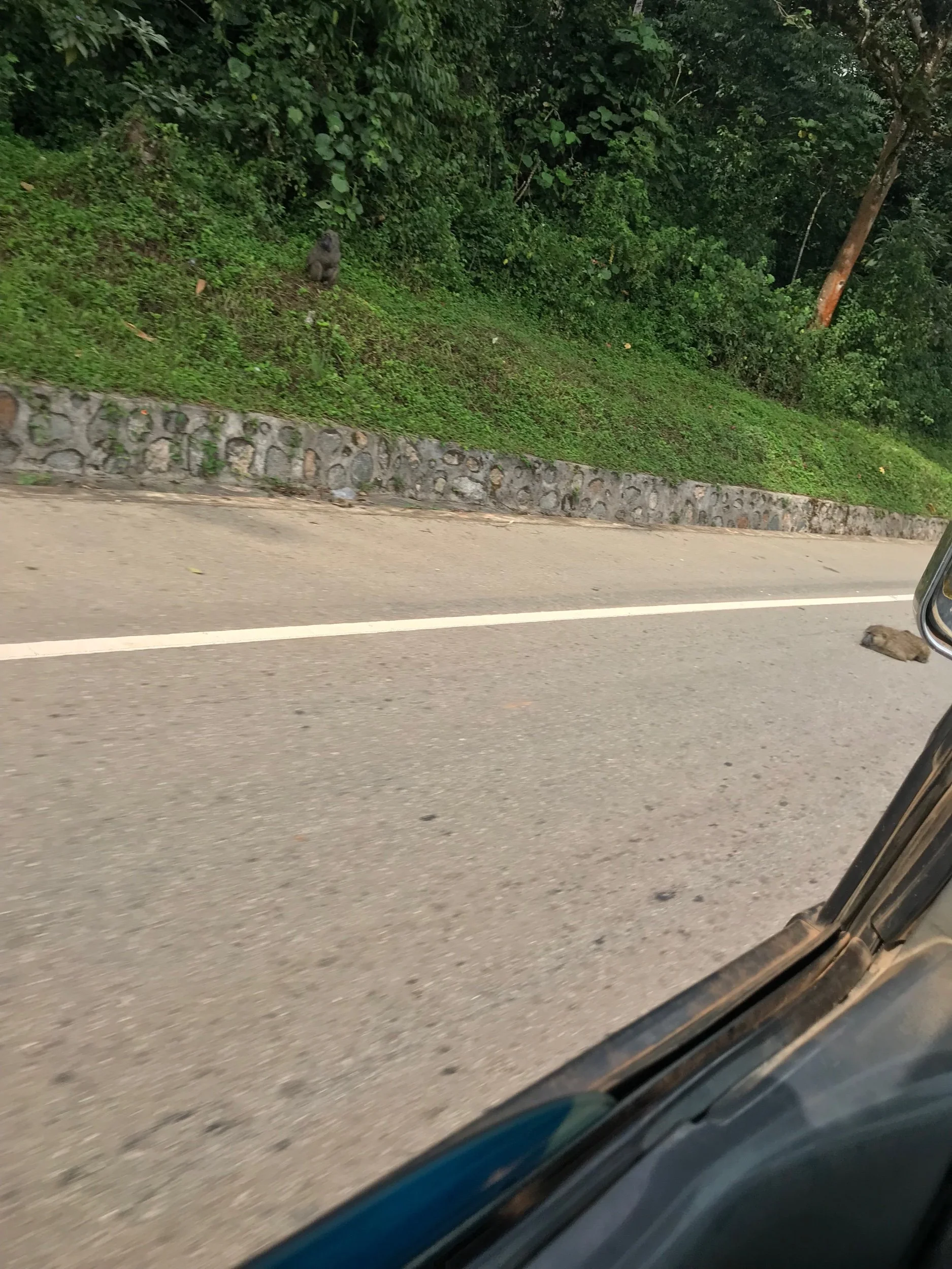 Kibale National Park: The primates capital of the world.