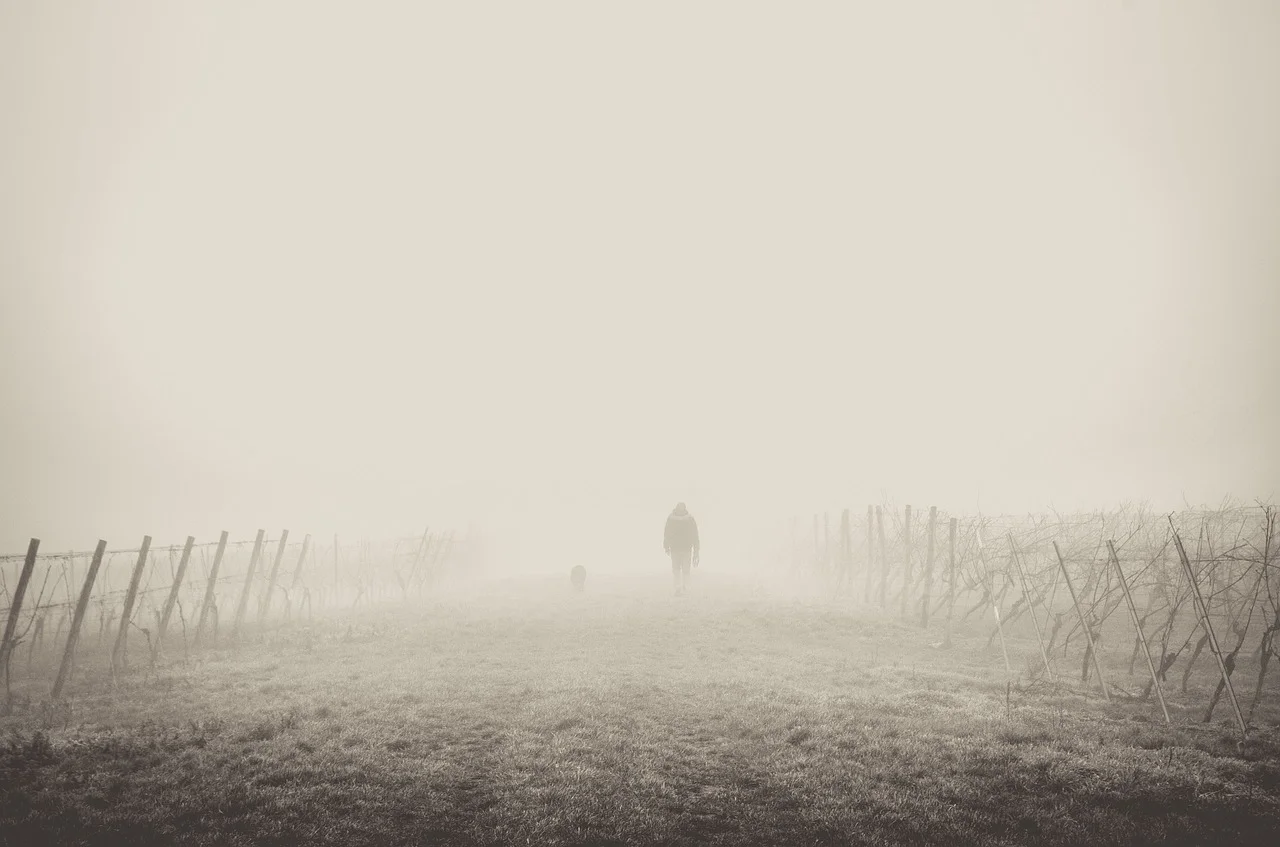 fog-1209205_1280.jpg
