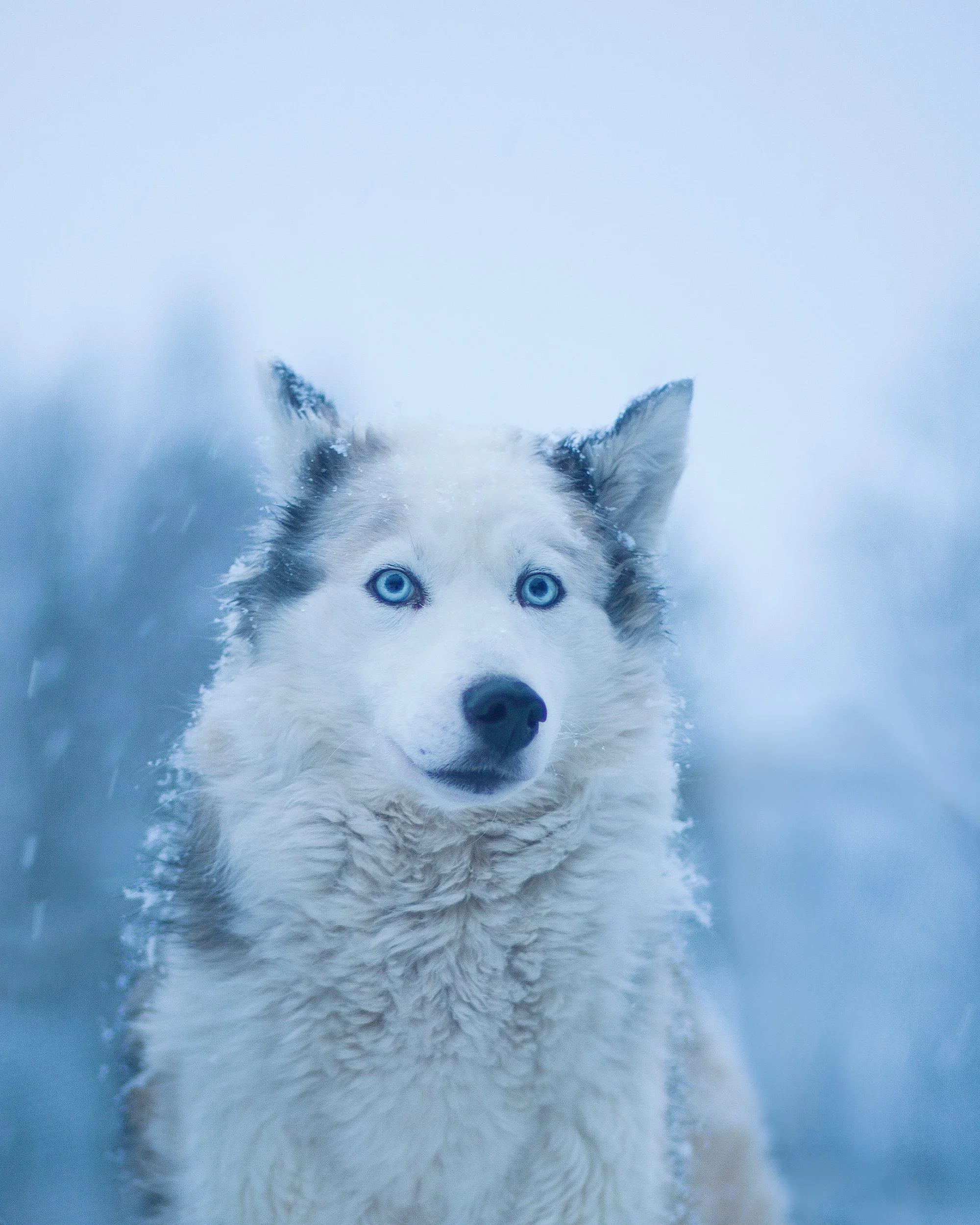 Sweden Husky Tours