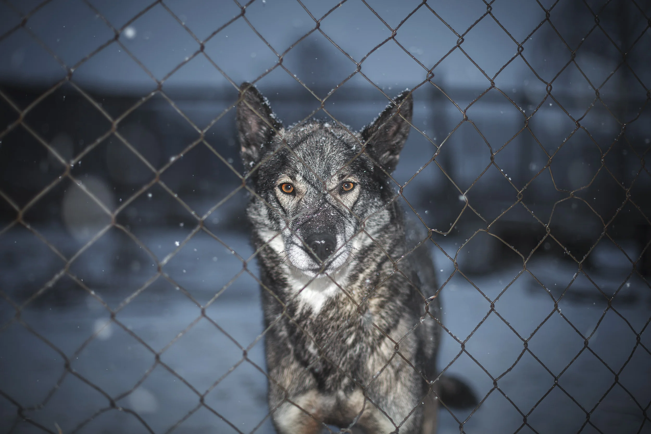 Sweden Husky Tours