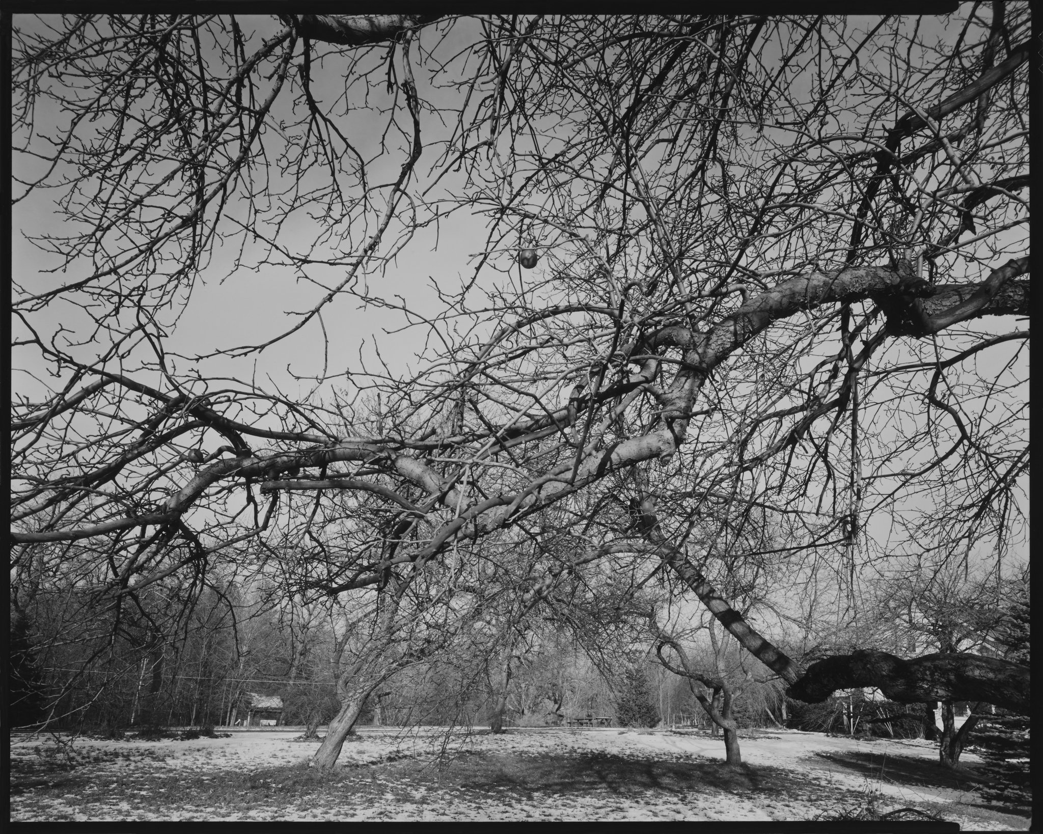 American Landscapes Portfolio_Apple Orchard, Watkins Lake, Michigan_1980 © Nick Merrick.jpg
