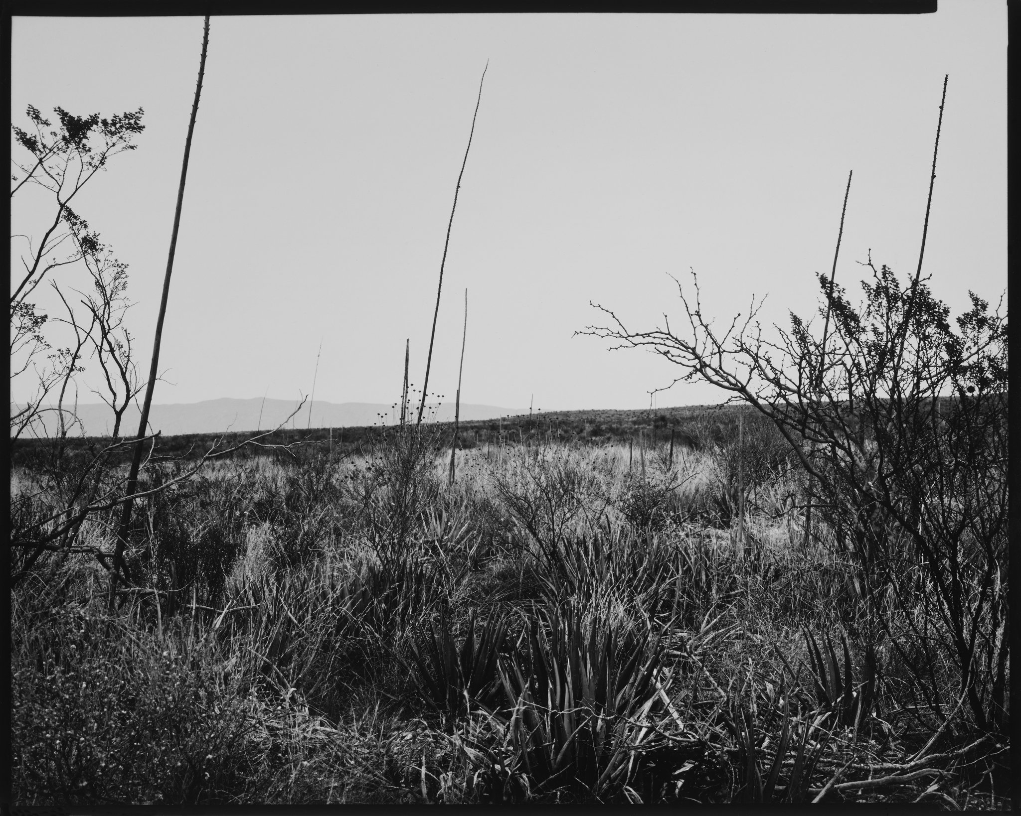 American Landscapes Portfolio_Big Bend Desert Plants, Texas_1981 © Nick Merrick.jpg