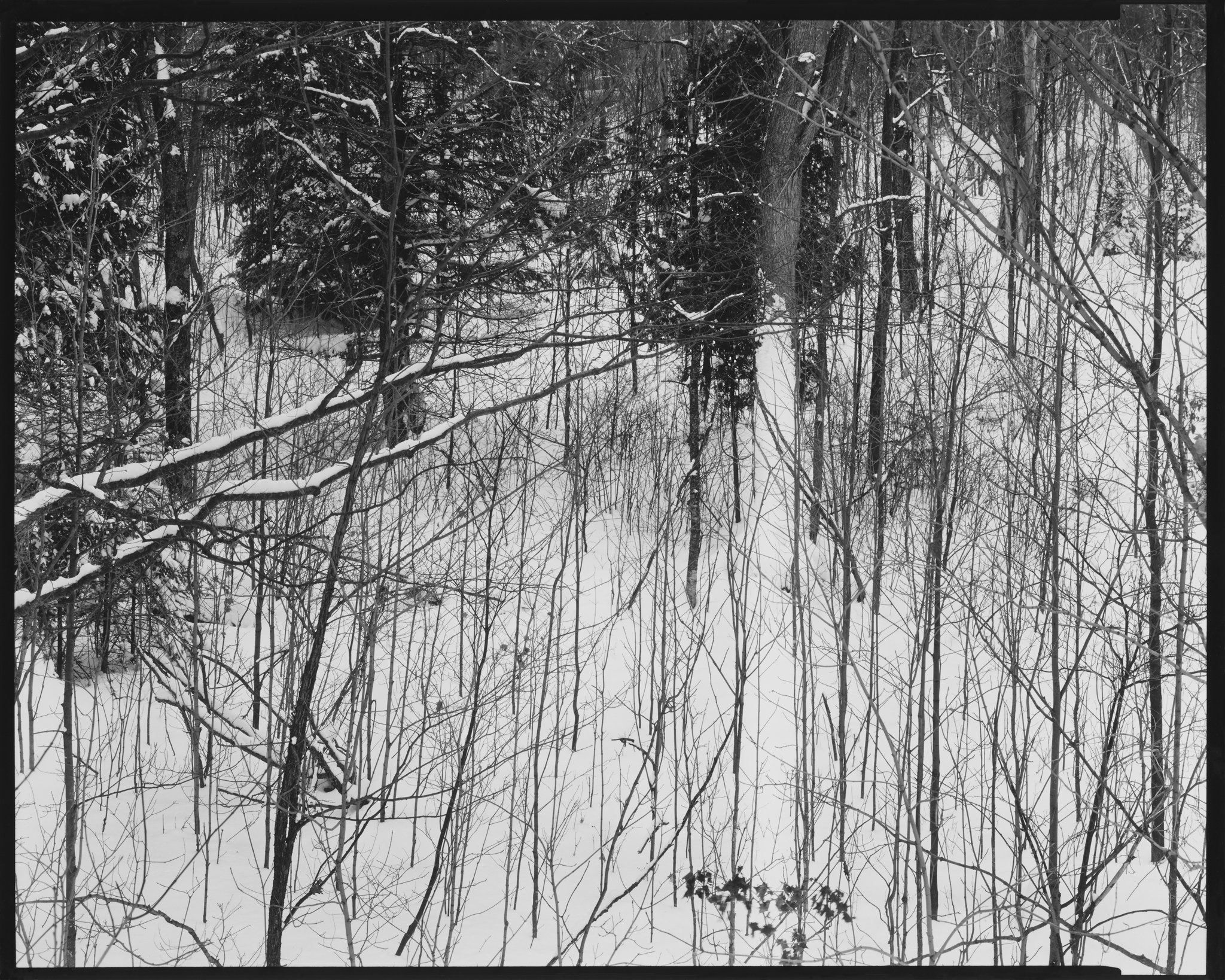 American Landscapes Portfolio_Forest, Bellaire, Michigan_1982 © Nick Merrick.jpg