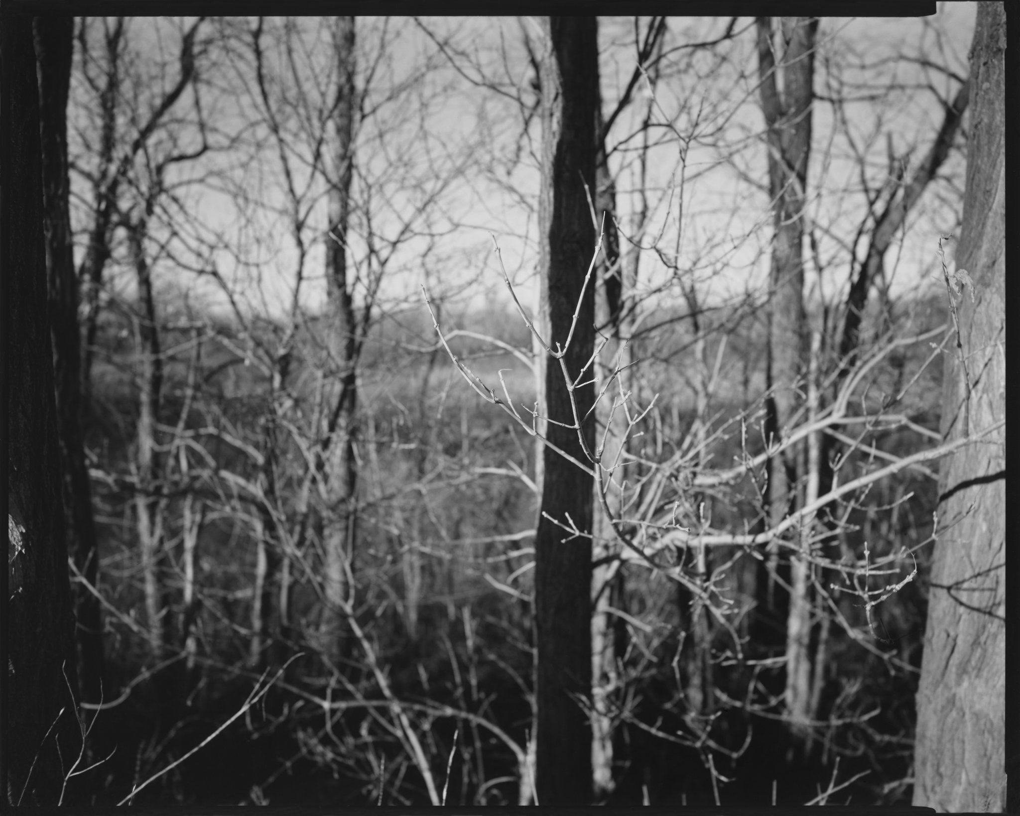 American Landscapes Portfolio_Shadow and Twig, Michigan_1979 © Nick Merrick.jpg