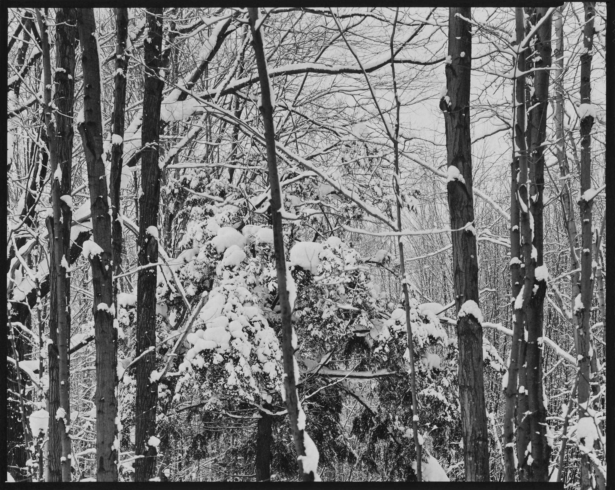 American Landscapes Portfolio_Winter Forest #6, Little Twin Lake, Michigan_1981 © Nick Merrick.jpg