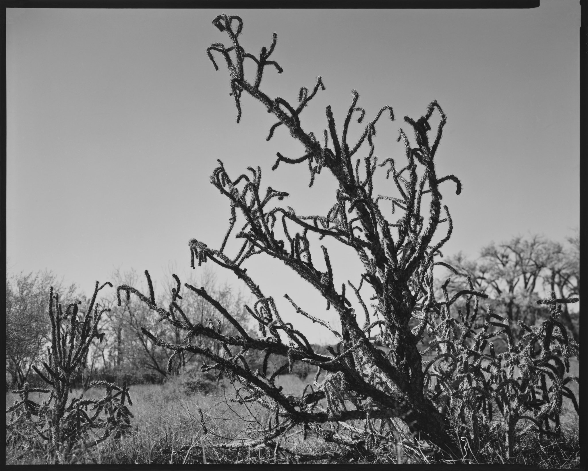 Cholla Portfolio_Cholla #17_Dying Cholla with New Growth, Galisteo, New Mexico_2013 © Nick Merrick.jpg