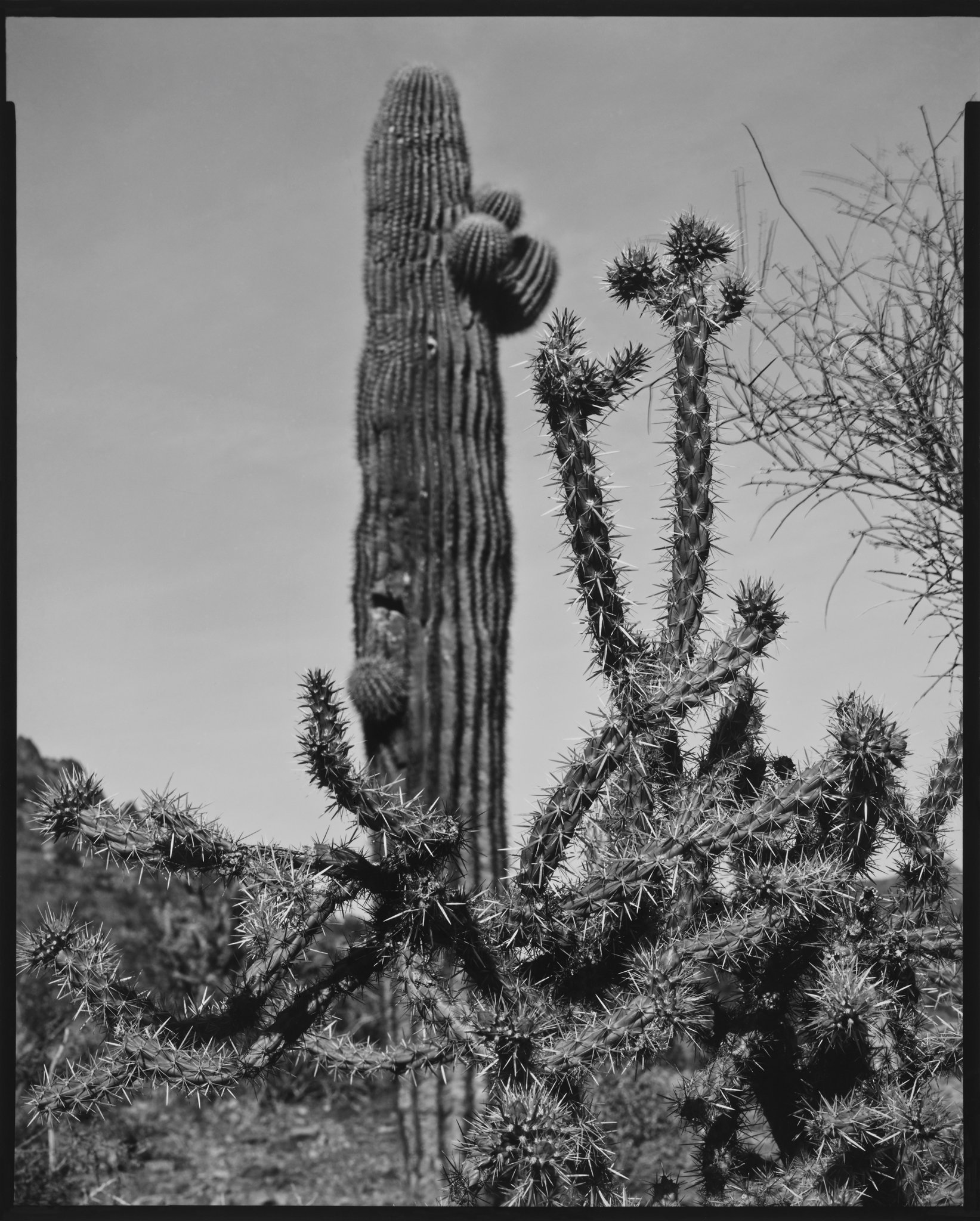 Cholla Portfolio_Cholla #21_Cholla and Saguaro, North Mountain Preserve, Phoenix, Arizona_2014 © Nick Merrick.jpg