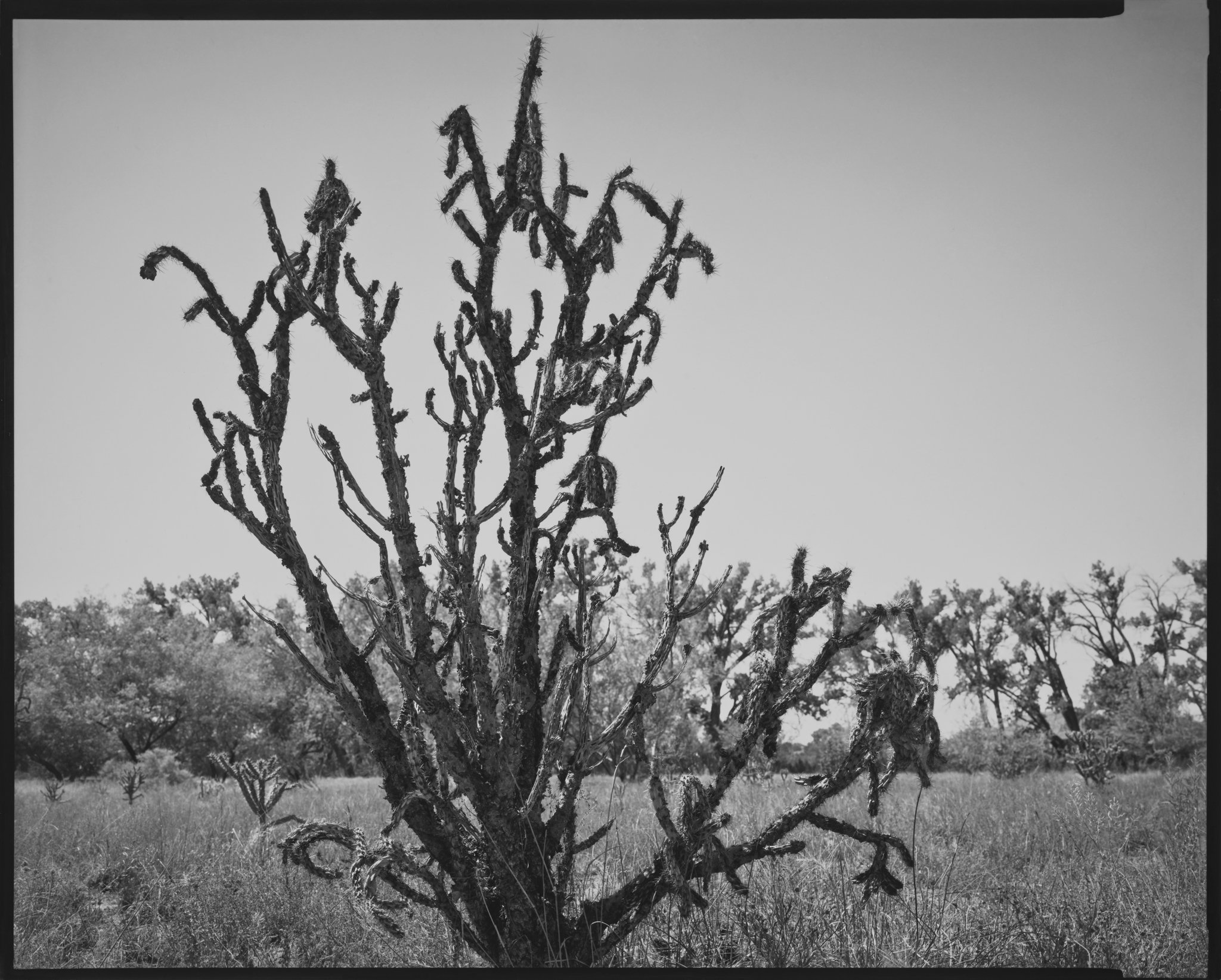 Cholla Portfolio_Cholla #29_Dying Cholla with Cottonwoods, Galisteo, New Mexico_2014 © Nick Merrick.jpg