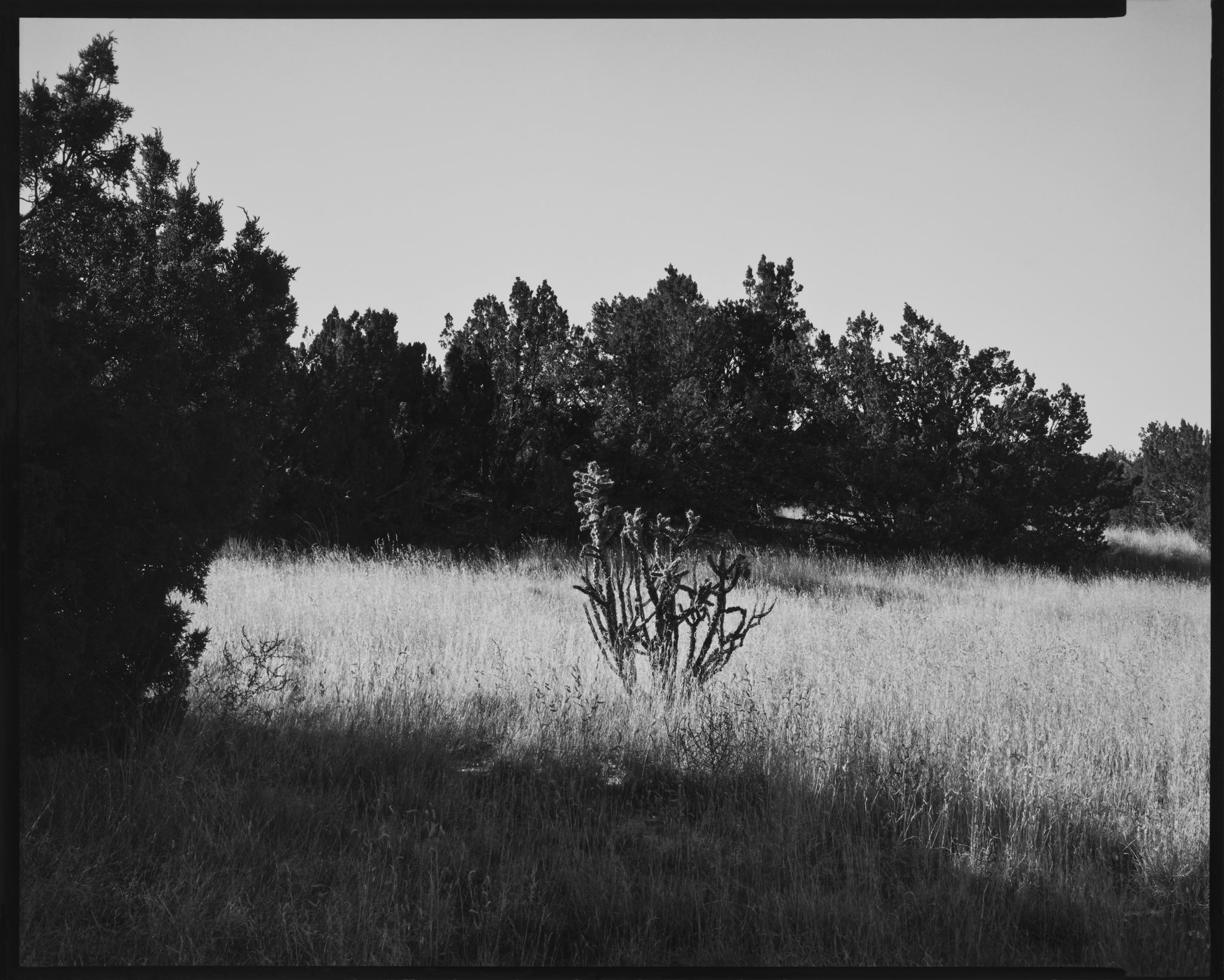 Cholla Portfolio_Cholla #30_Lone Cholla in Grasses, Galisteo, New Mexico_2014 © Nick Merrick.jpg