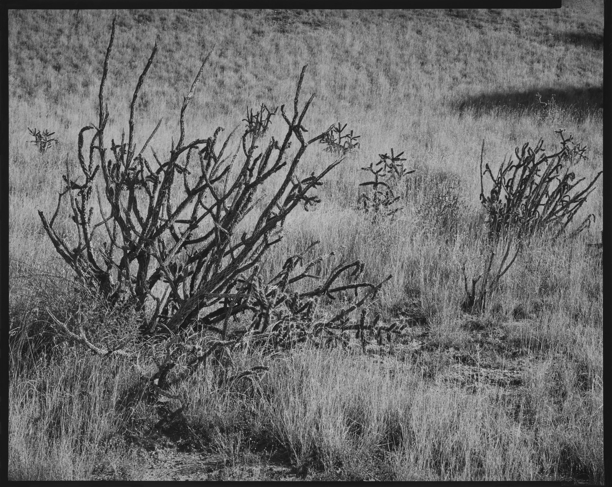 Cholla Portfolio_Cholla #31_Cholla in Grasses, Galisteo, New Mexico_2014 © Nick Merrick.jpg