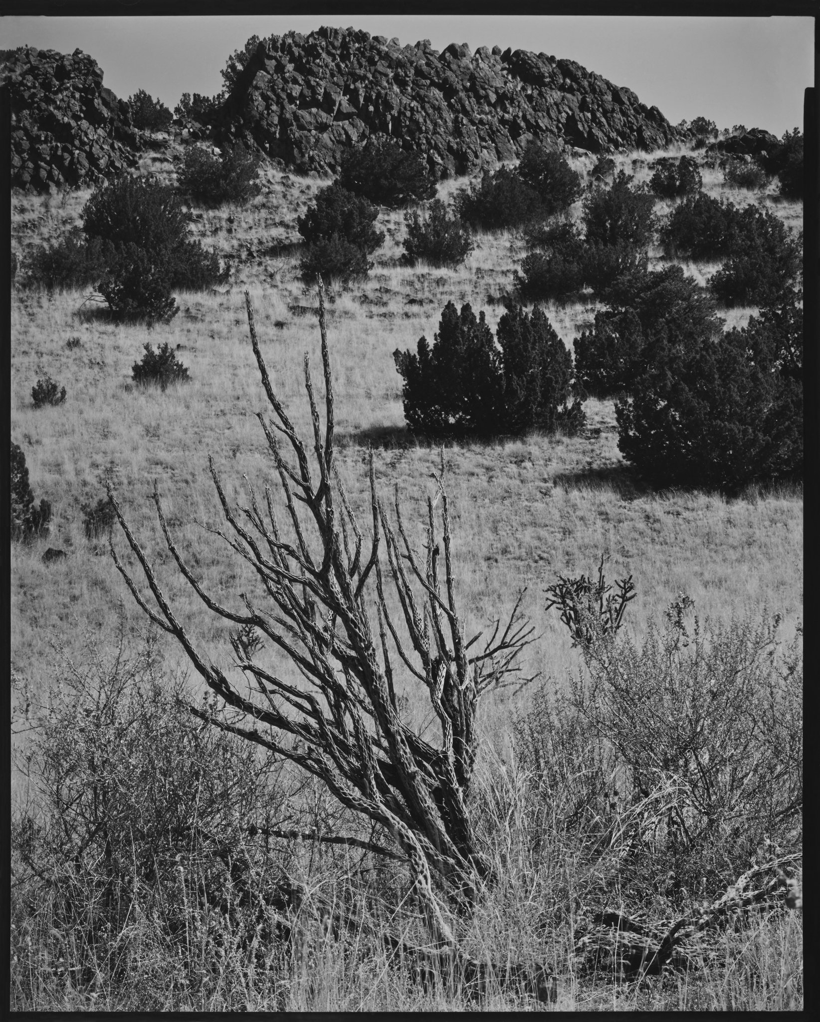 Cholla Portfolio_Cholla #46_Cholla Skeleton in Landscape, Galisteo, New Mexico_2015 © Nick Merrick.jpg