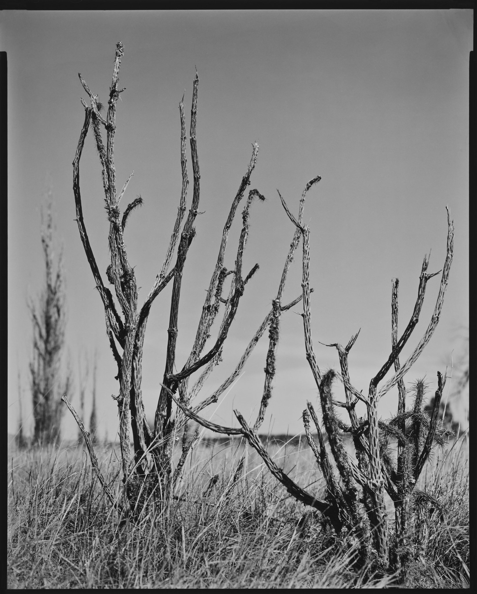 Cholla Portfolio_Cholla #66_Two Skeletal Cholla, Galisteo, New Mexico_2018 © Nick Merrick.jpg