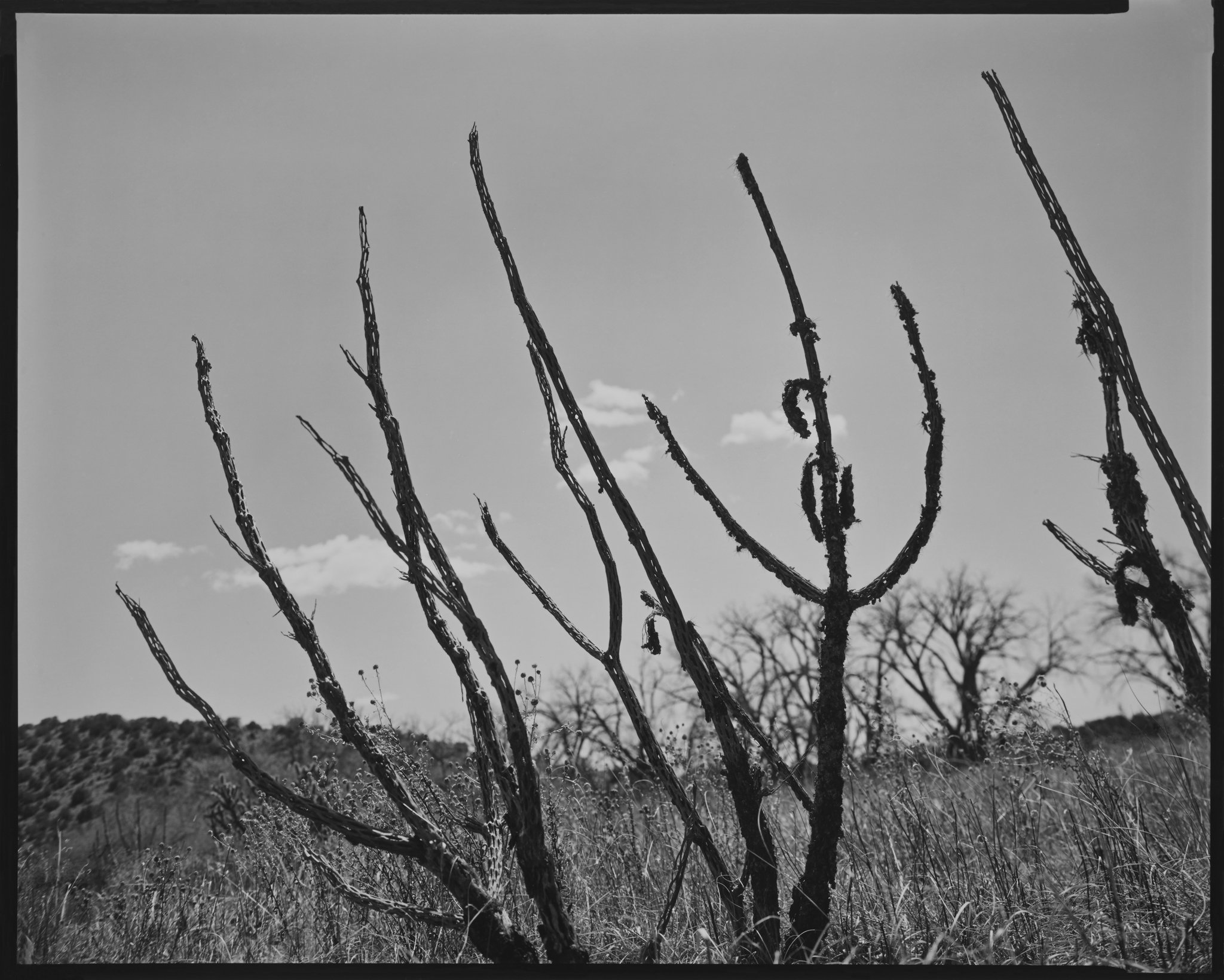 Cholla Portfolio_Cholla #72_Three Cholla Skeletons, Galisteo, New Mexico_2020 © Nick Merrick.jpg