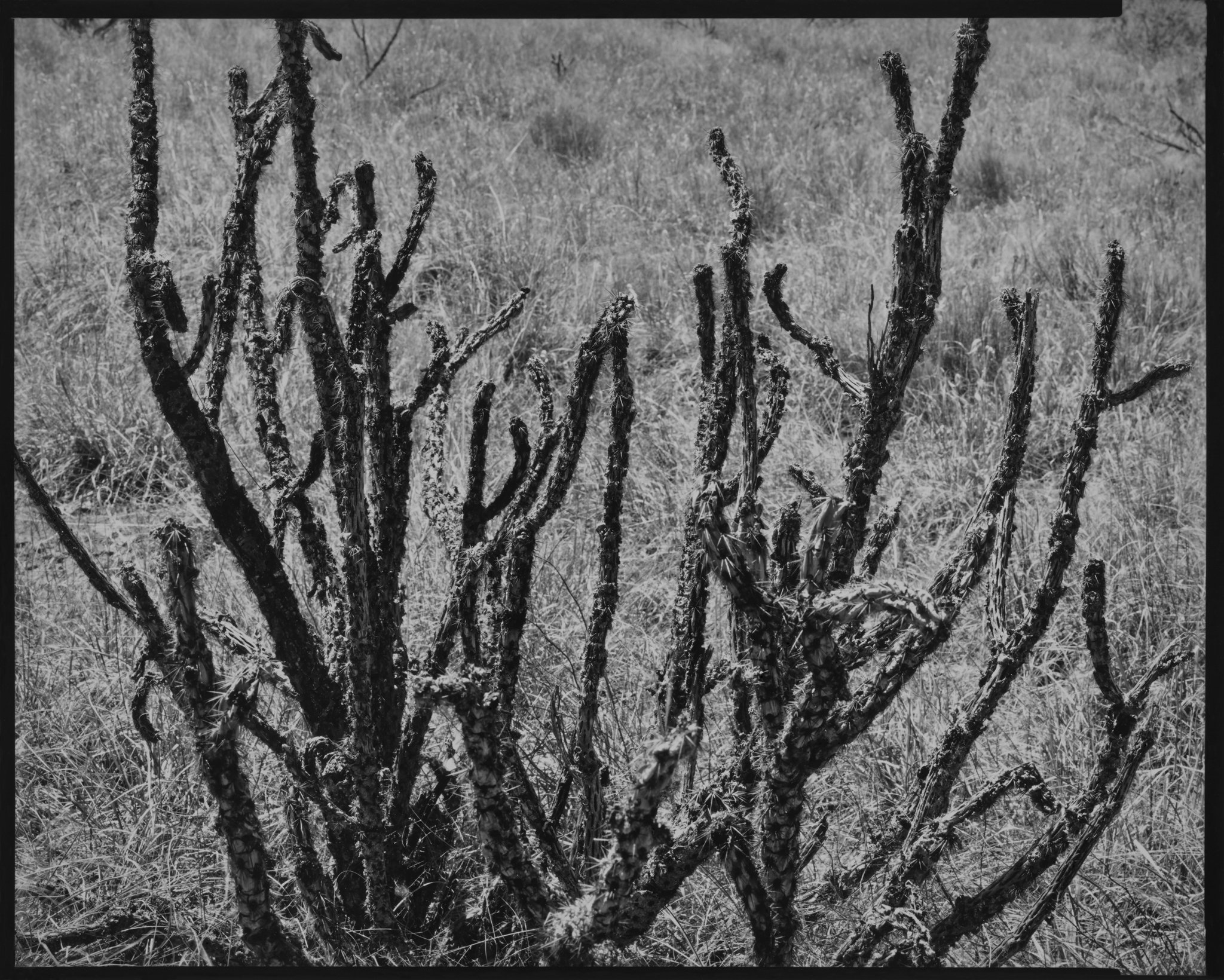 Cholla Portfolio_Cholla #77_Cholla in Grasses, Galisteo, New Mexico_2020 © Nick Merrick.jpg