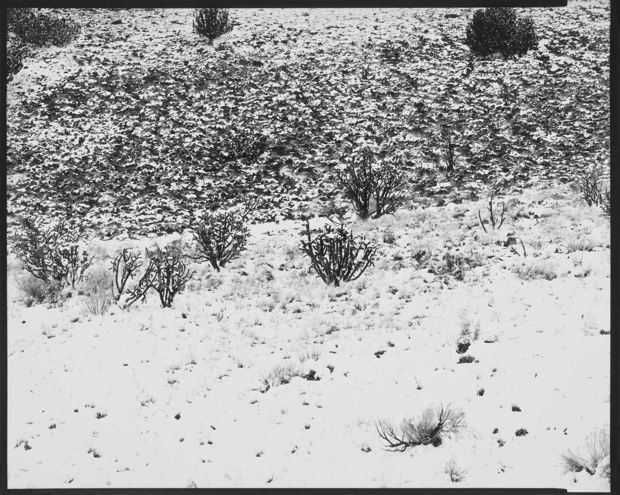 Cholla Portfolio_Cholla #79_Cholla in Winter Landscape, Galisteo, New Mexico_2020 © Nick Merrick.jpg