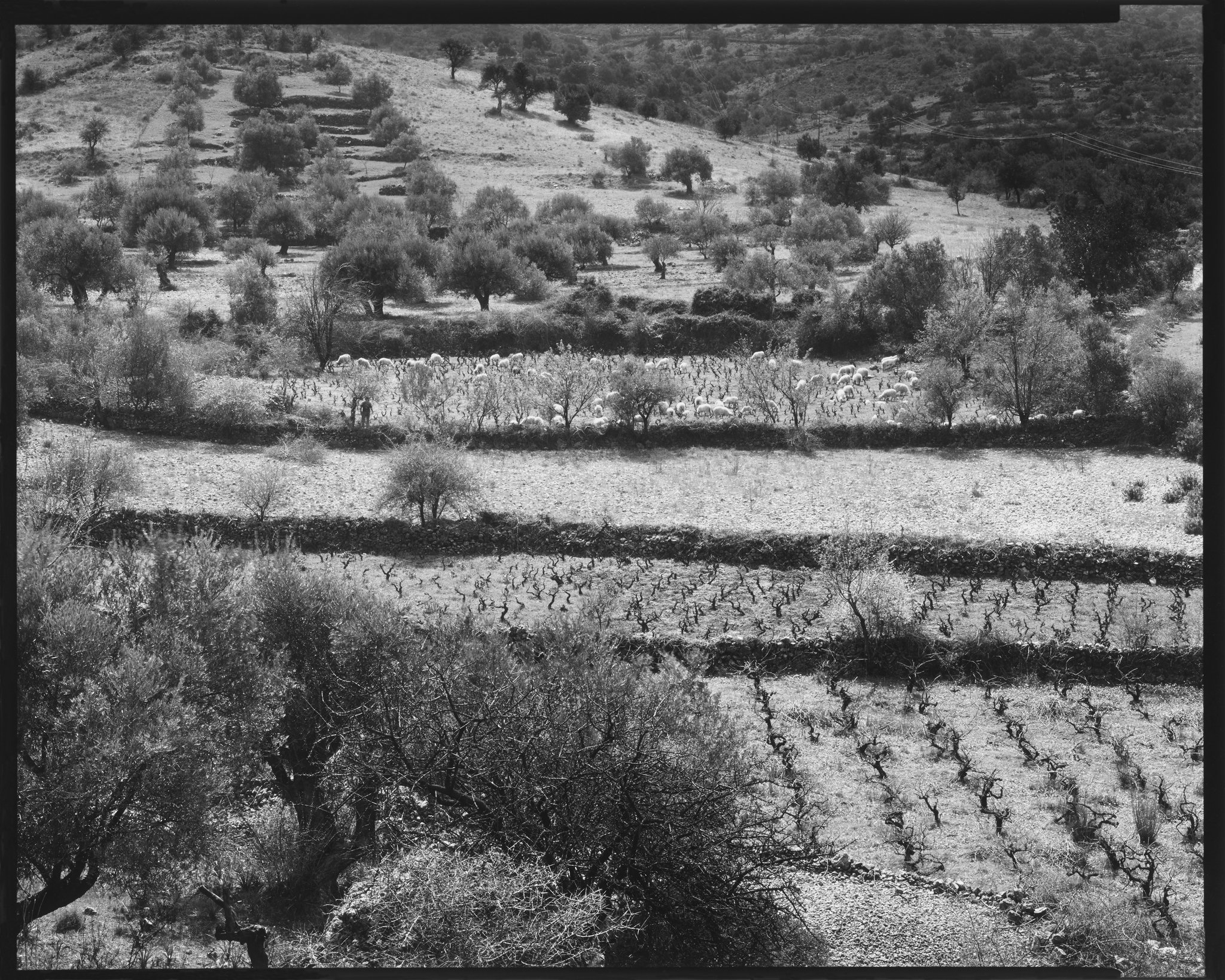 Greek Landscapes Portfolio_Fields with Goats and Vines, Vrises, Crete_1982 © Nick Merrick.jpg