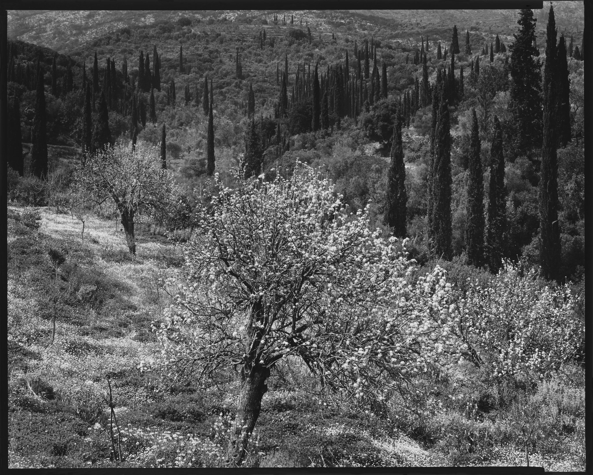 Greek Landscapes Portfolio_Orchard in Bloom, Mavromation, Greece_1982 © Nick Merrick.jpg