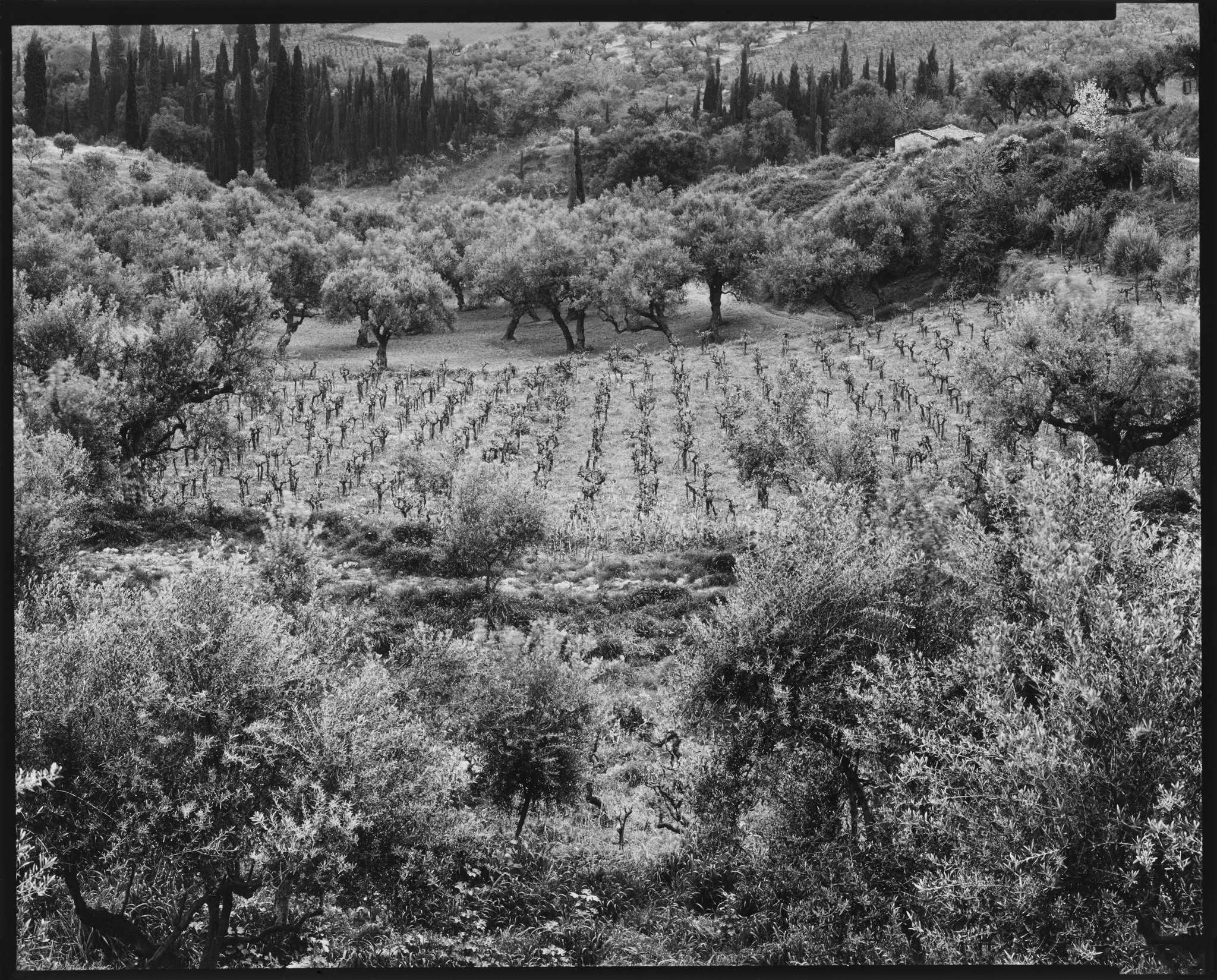 Greek Landscapes Portfolio_Vineyard, Crete_1982 © Nick Merrick.jpg