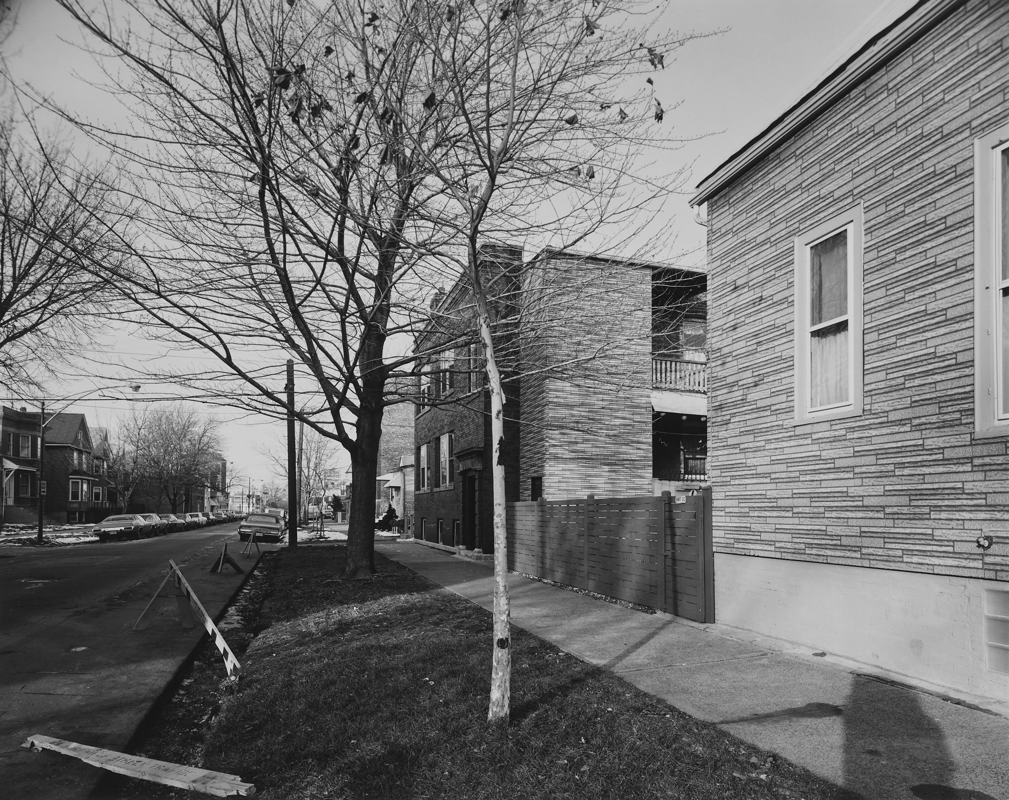 © Nicholas G Merrick 1977, Two Neighborhood Trees, Chicago, Illinois #77-80.jpg