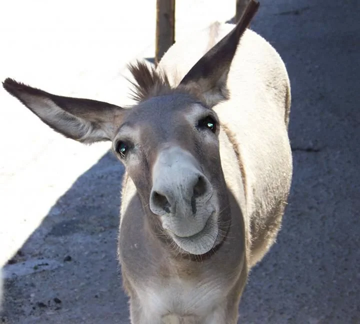 smiling-donkey.jpg