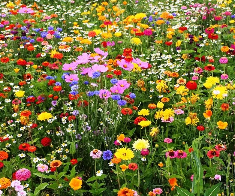 Wildflower-Meadow-04.jpg