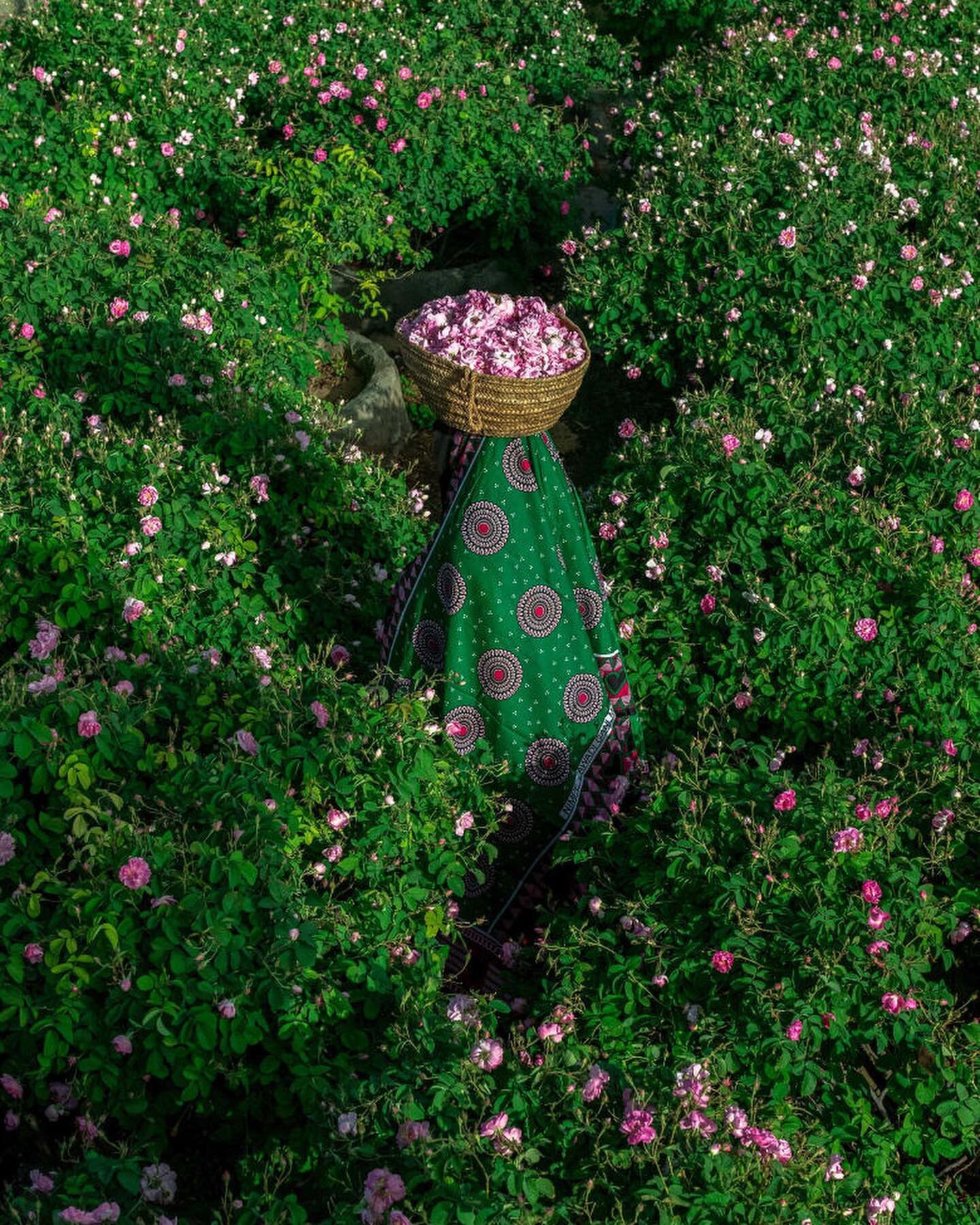 Flower season in the Green Valley - Sultanate of Oman 🇴🇲 &thinsp;
&thinsp;
📷: Ahmed Alhosni&thinsp;
&thinsp;
Follow us for more content like this: @bahathmag @bahathmag @bahathmag &thinsp;
&thinsp;
Our Arabic account: @bahath.ar&thinsp;
&thinsp;
&