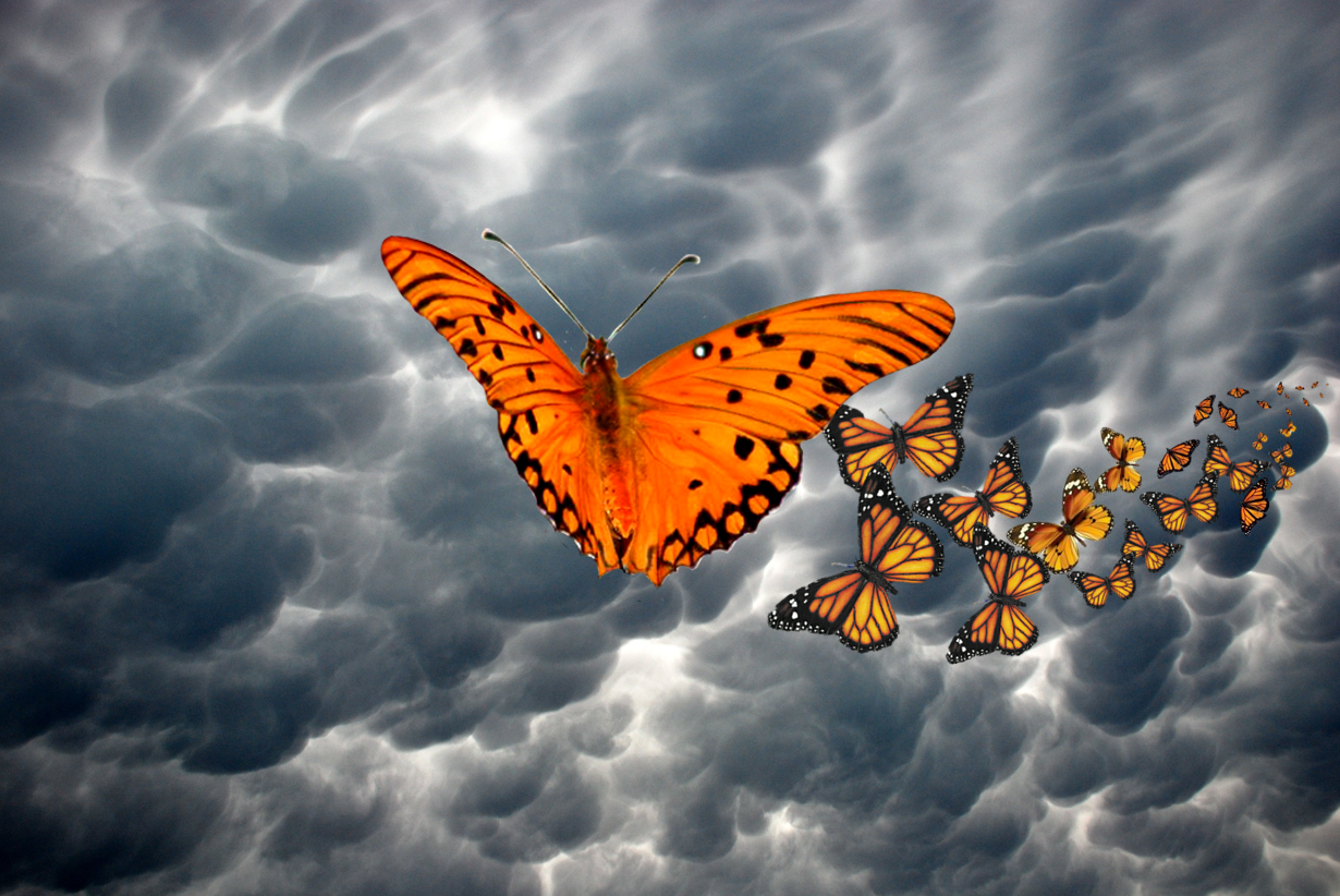 Butterflies in Storm.PNG